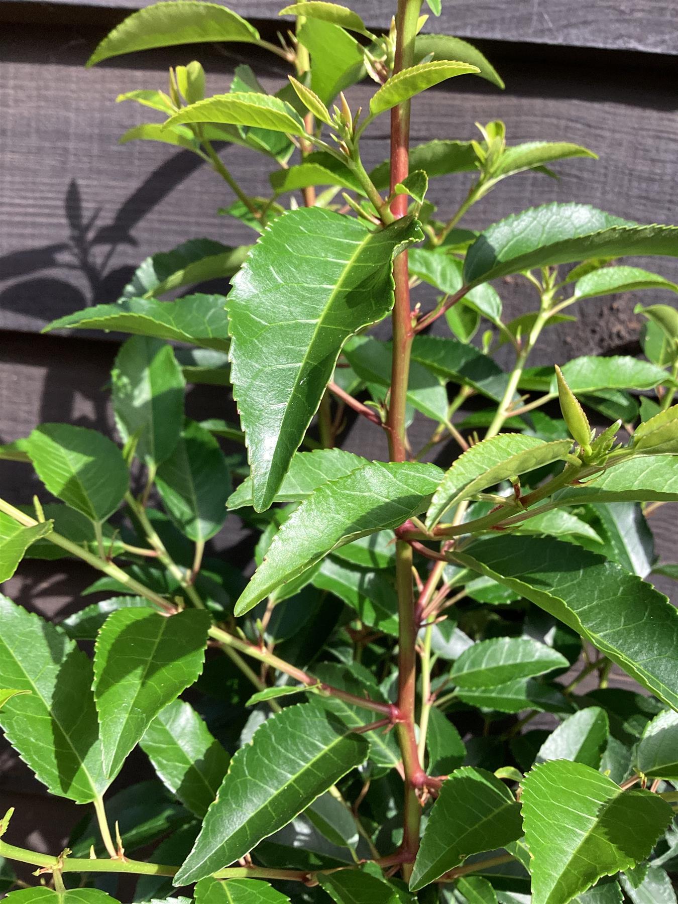Prunus lusitanica 'Angustifolia' - 70-85cm  - 5lt