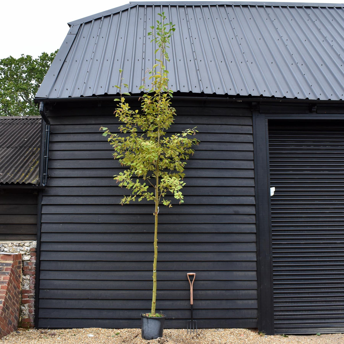 Alnus Incana Aurea - Grey Alder - Height 220-250cm - 30lt