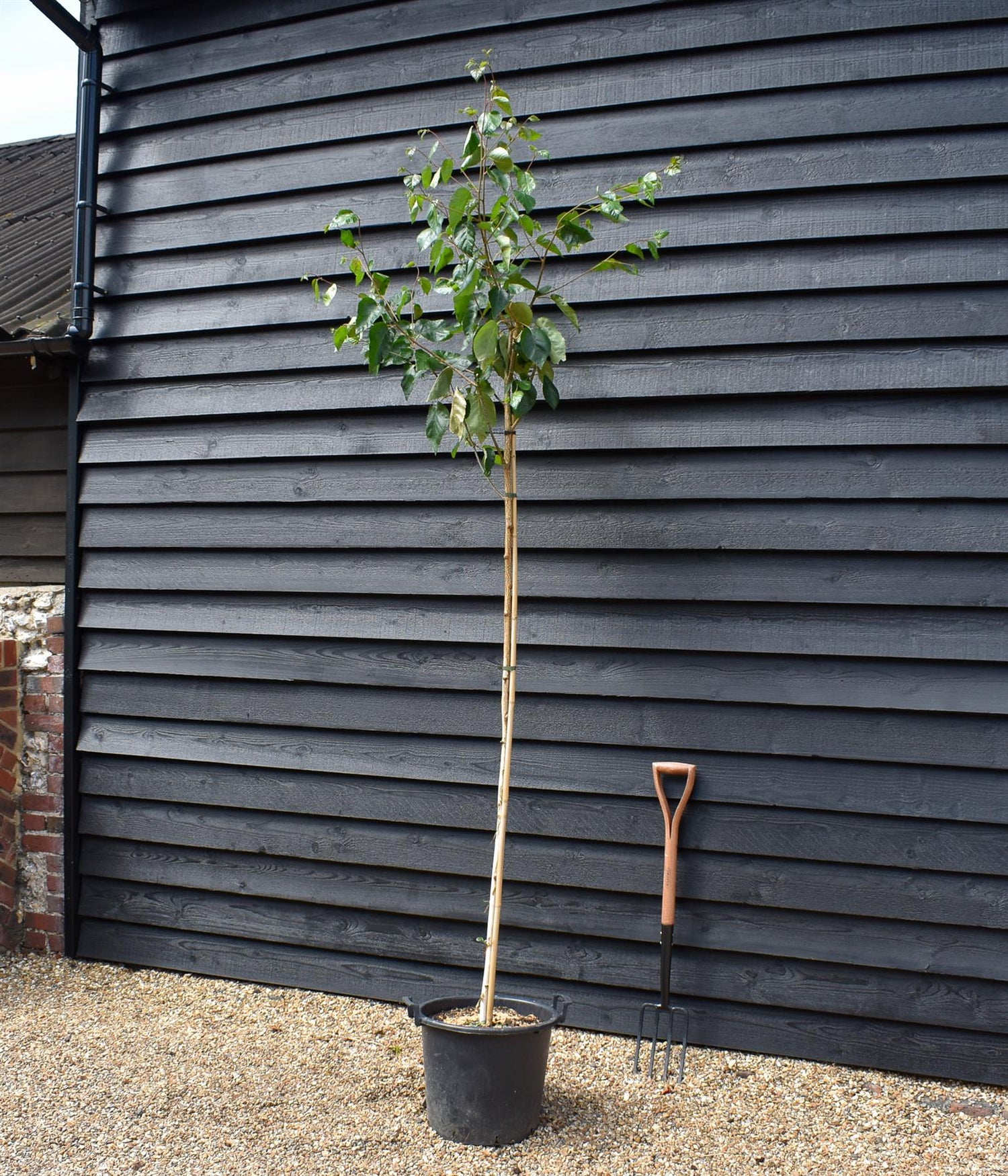 Silver birch 'Snow Queen' |Betula utilis Snow Queen - Height - 220-270cm - Girth 6-8cm - 30lt