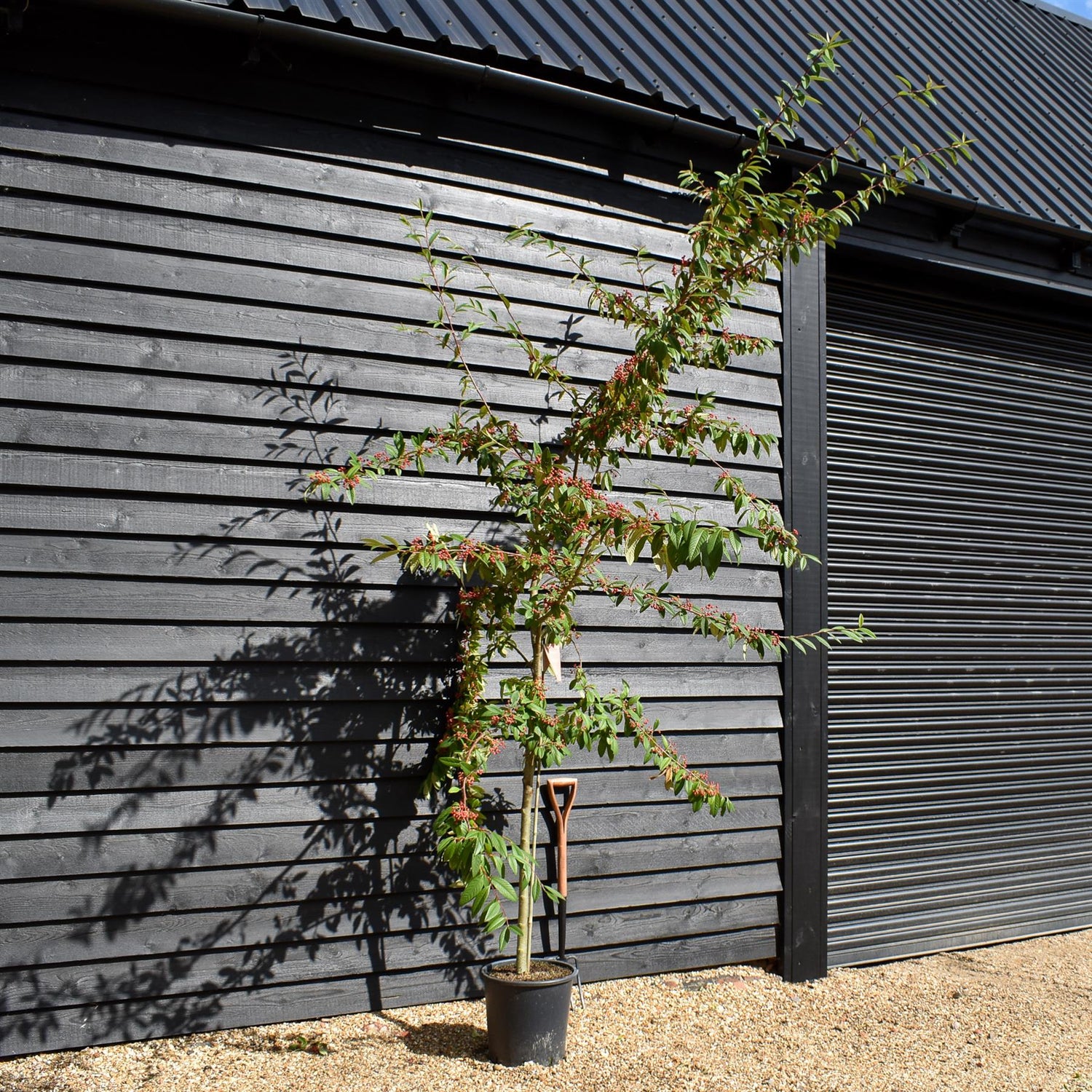 Cotoneaster 'Cornubia' - 170-270cm, 25lt