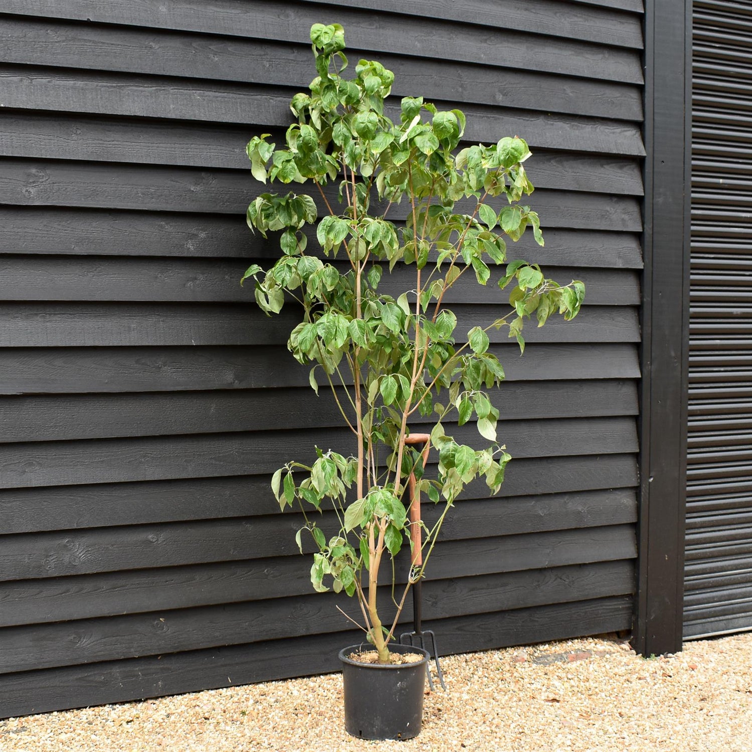 Cornus Florida Rubra | Dogwood - Height 150-170cm - 25lt