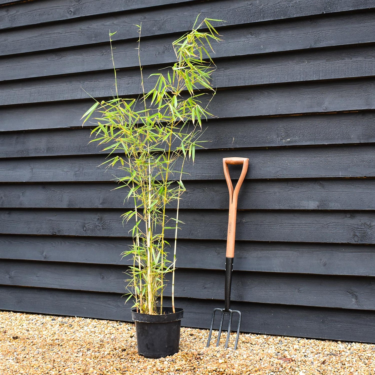 Fargesia robusta 'Campbell' | Clumping Bamboo - Height 150-180cm - 7.5lt