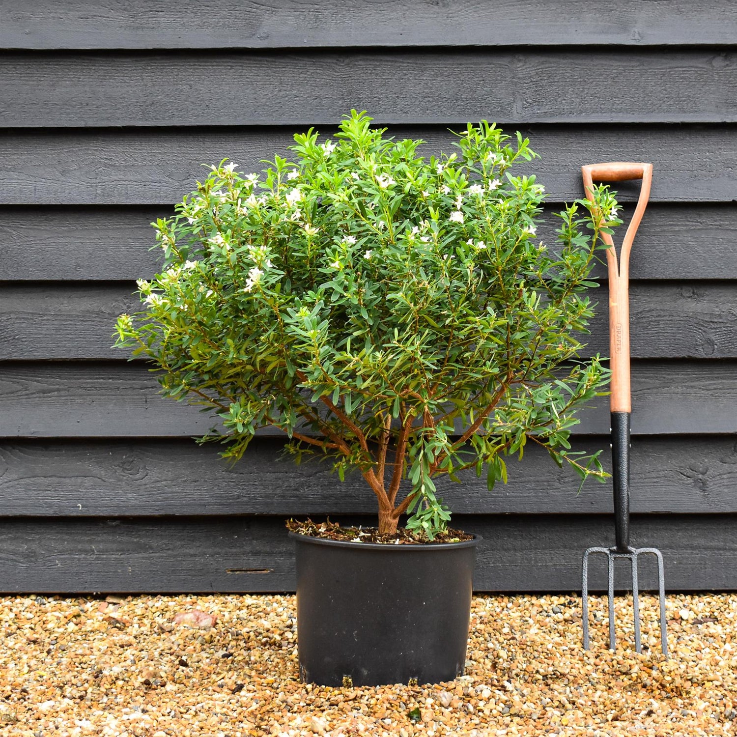 Daphne transatlantica Eternal Fragrance - Established - Height 40cm - Width 40-50cm - 20lt