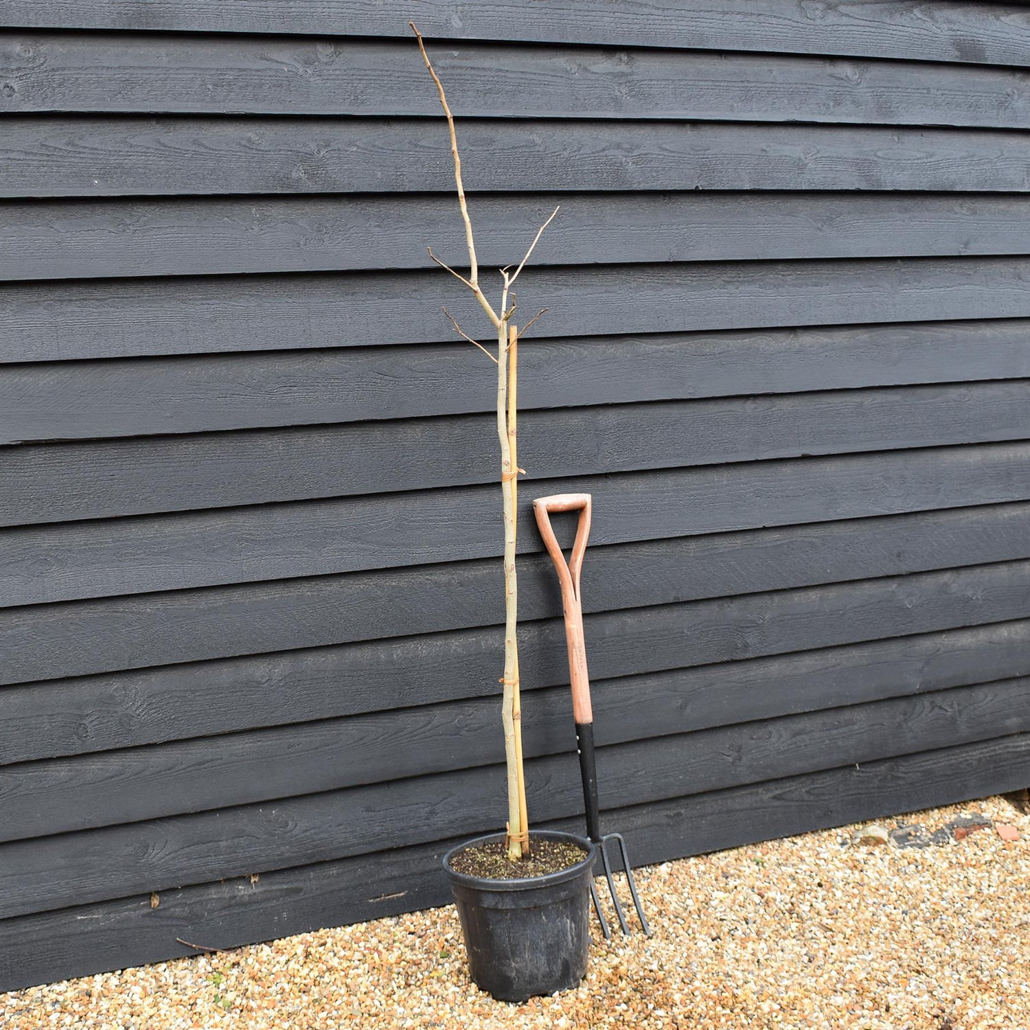 Albizia Julibrissin Summer Chocolate | Silk Tree -  Height 140-150cm - 15lt