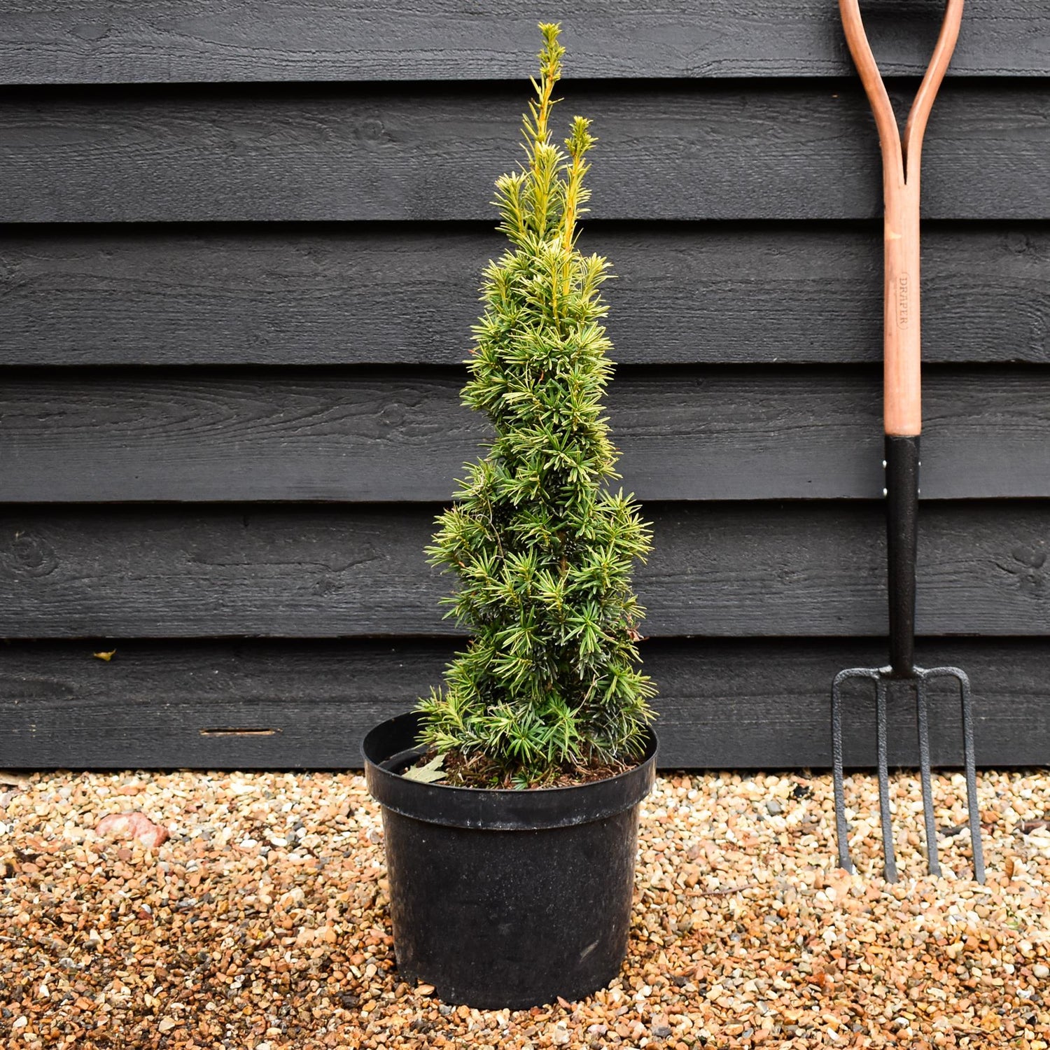 Taxus baccata Fastigiata Aurea - Height 60-80cm - 10lt