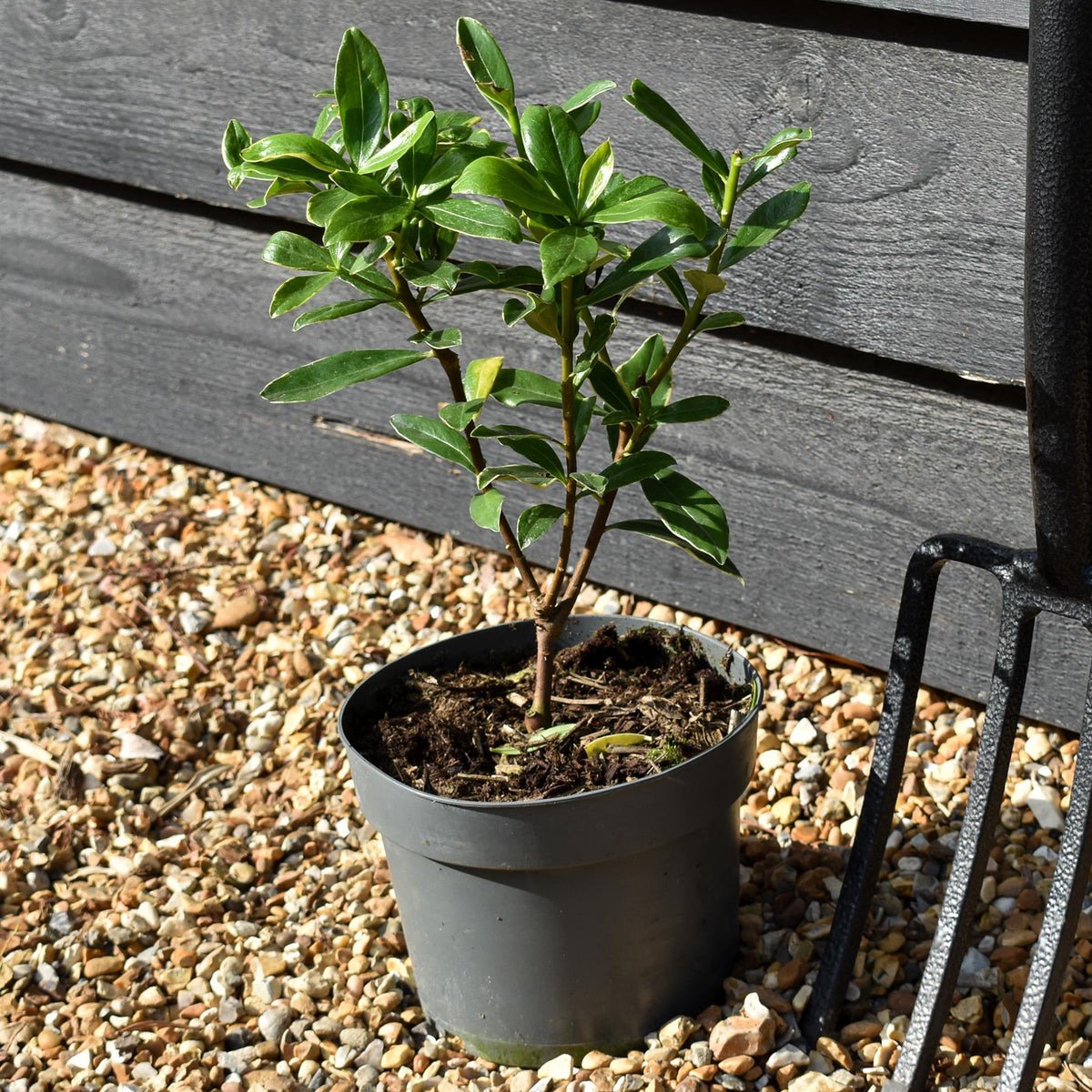 Daphne odora Aurea Marginata | Daphne Aureomarginata - Height 20-30cm - 2lt