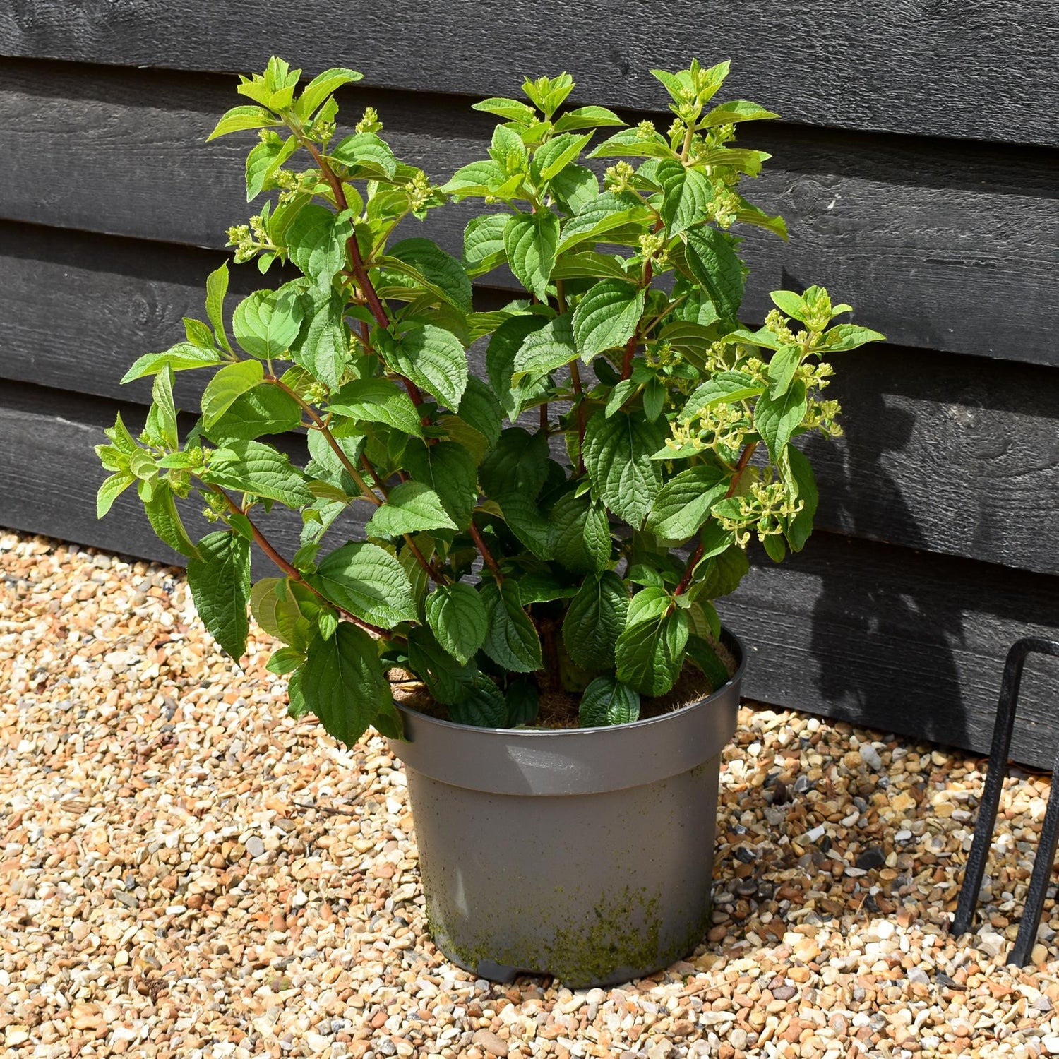 Hydrangea paniculata 'Silver Dollar' - Shrub - Height 40-50cm - 7.5lt