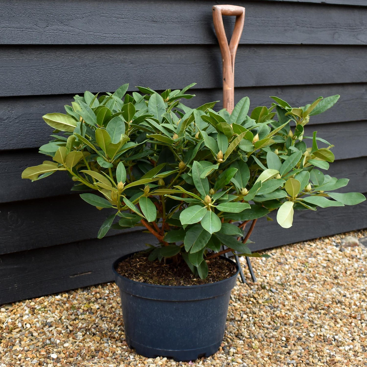 Rhododendron 'Eucharist' - Shrub - Height 50-60cm - Width 80-90cm - 15lt