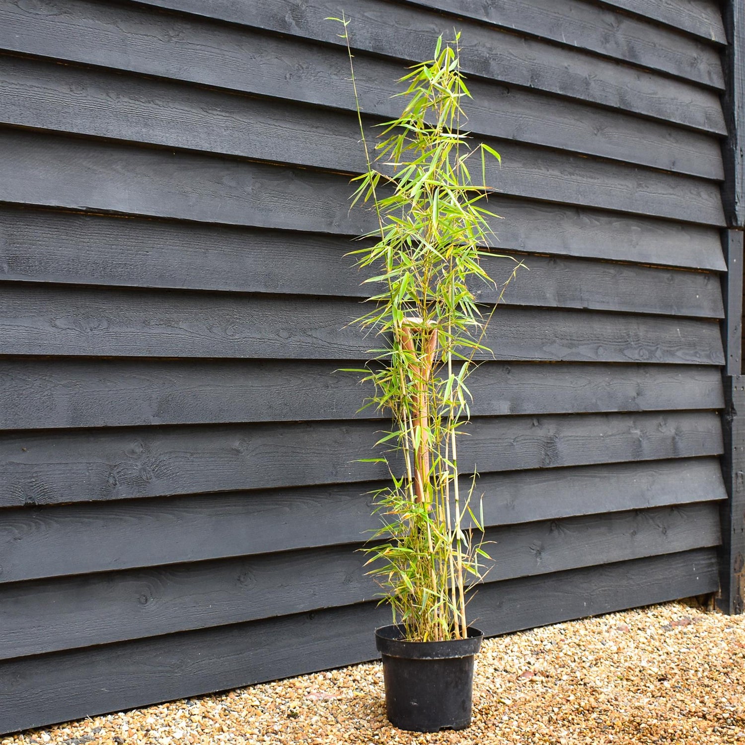 Fargesia robusta 'Campbell' | Clumping Bamboo - Height 150-180cm - 7.5lt