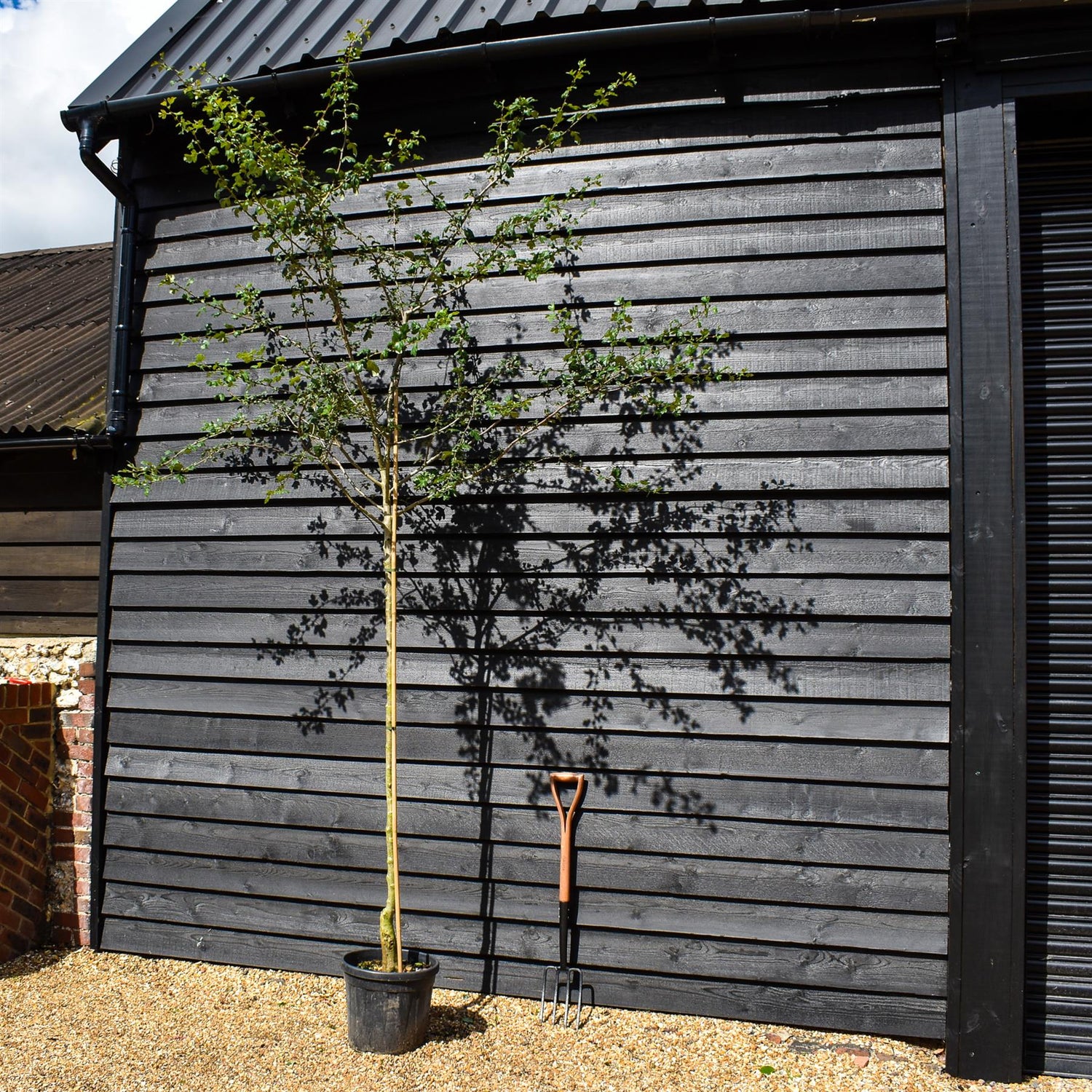 White Flowering Hawthorn Tree | Crataegus Laevigata 'Plena' - Height 200-250cm - Girth 6-8cm - 20lt