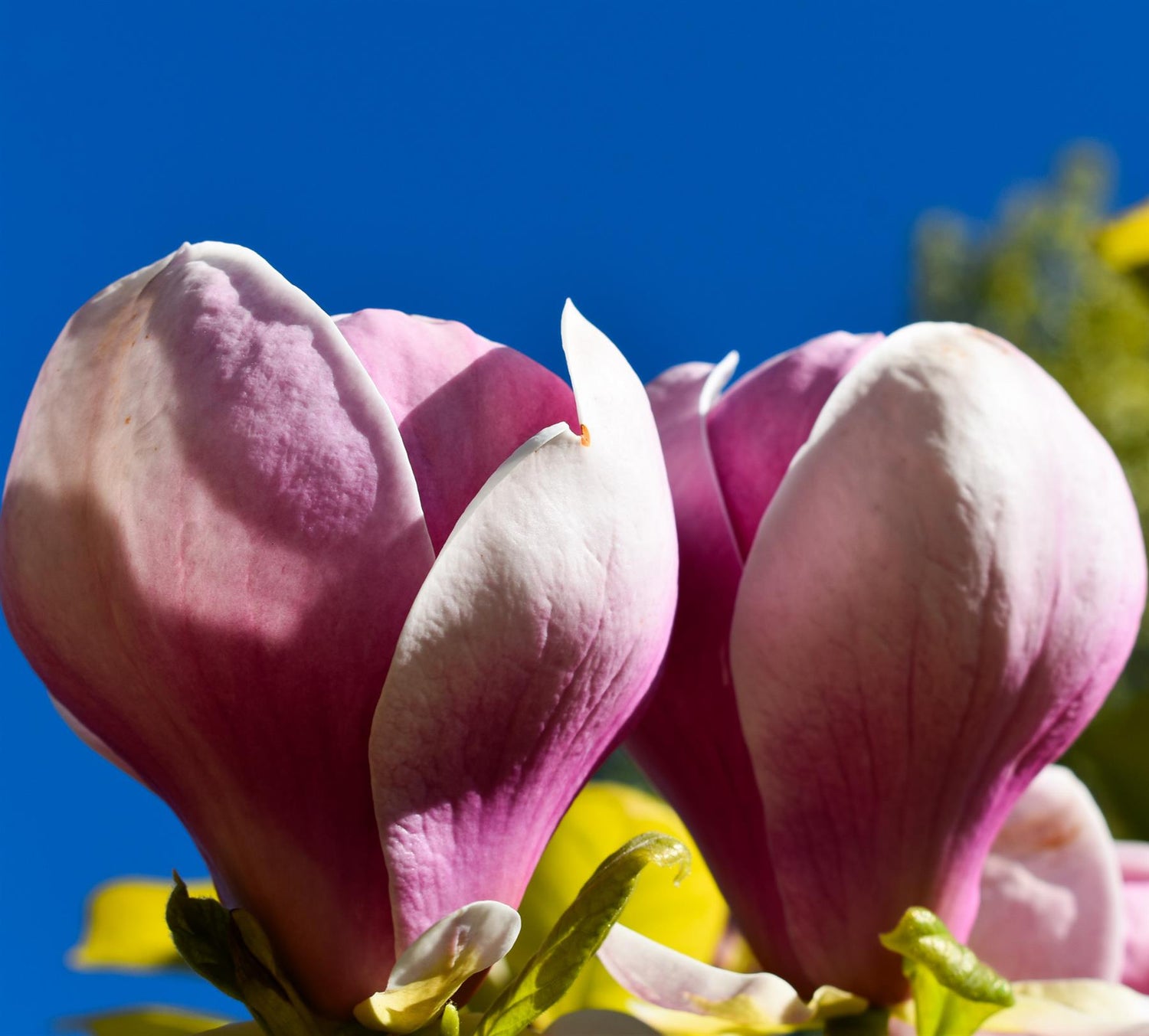 Magnolia Susannah Van Veen - Height 300- 350cm, 70lt