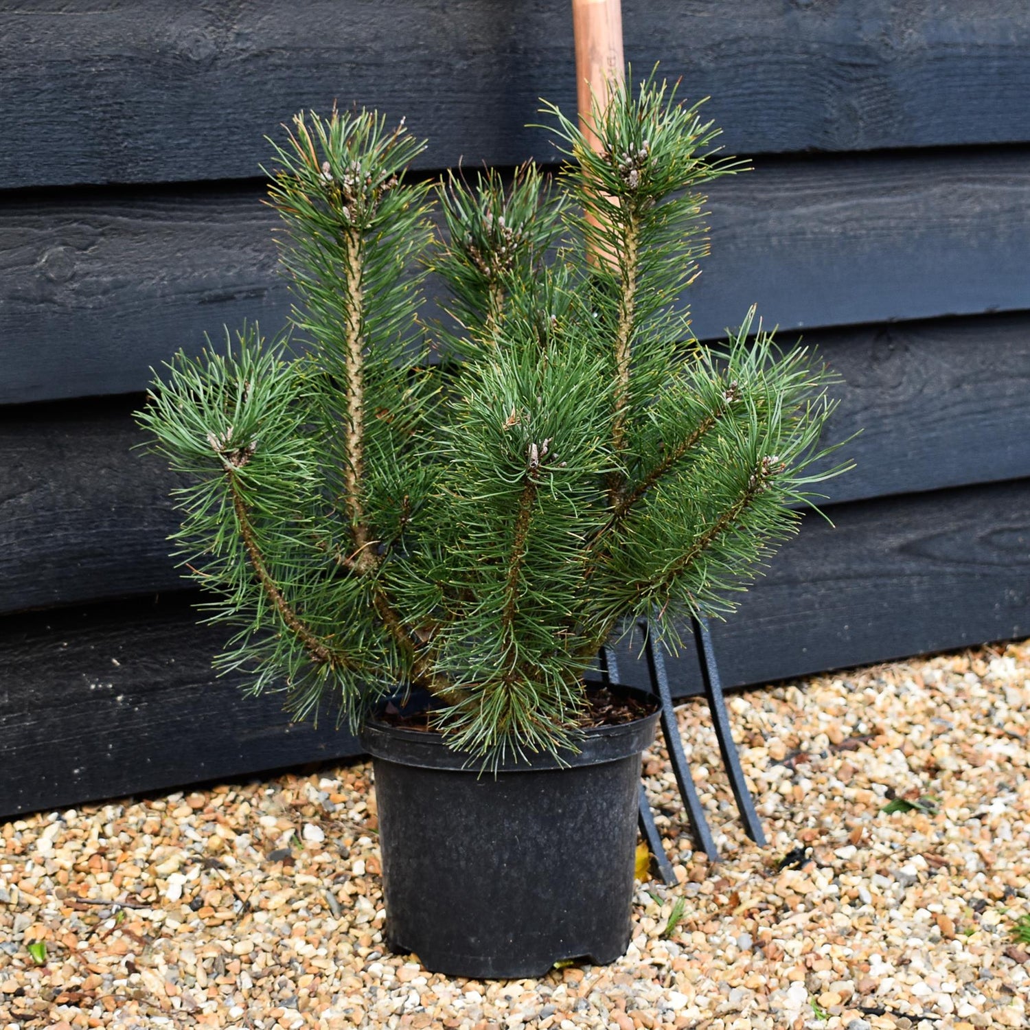 Pinus mugo mughus |Dwarf Mountain Pine - Height 40-60cm - 5lt
