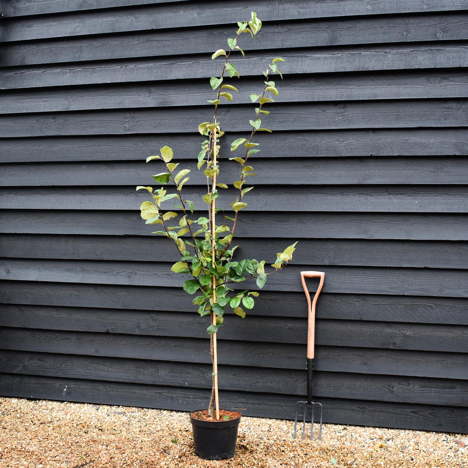 Quince 'Meeches Prolific' - Shrub - Height 175cm - 10lt