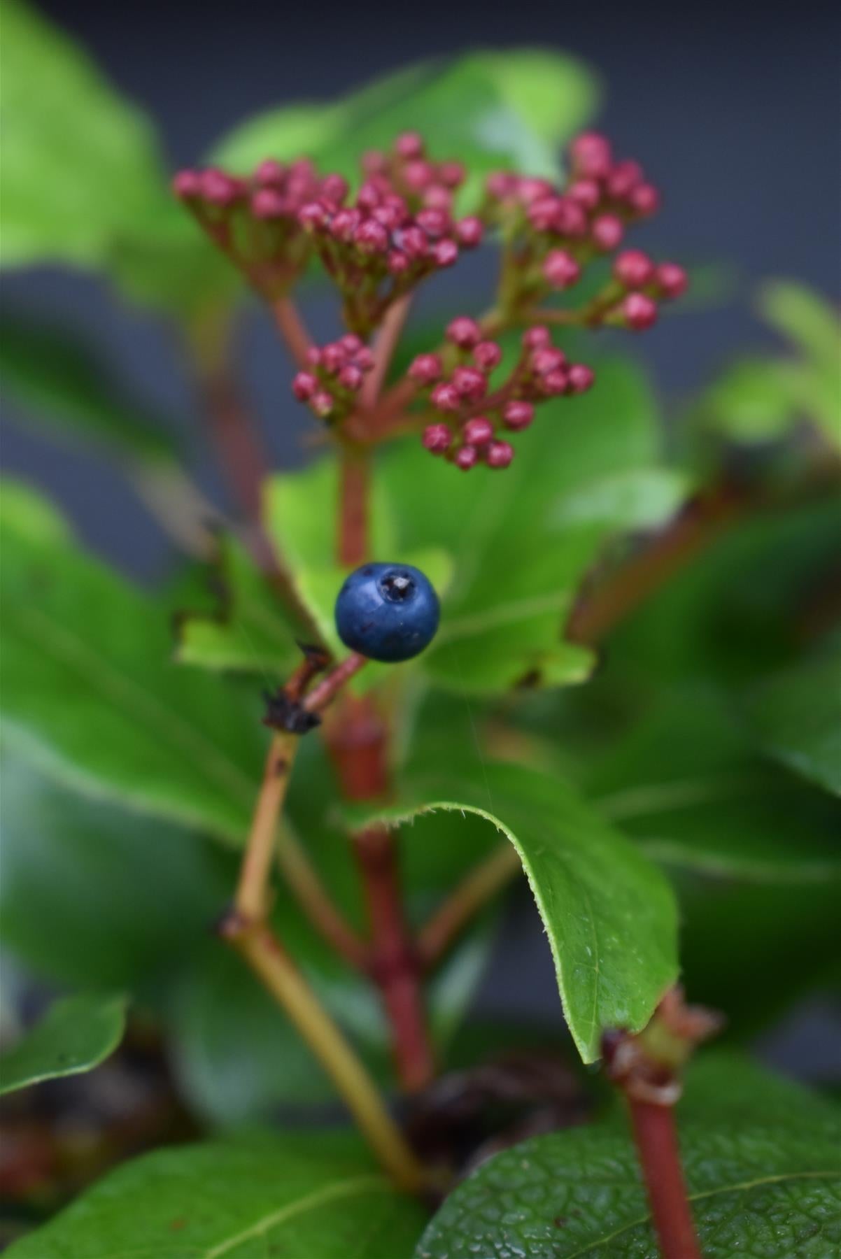 Viburnum tinus 'Gwenllian' - 40-60cm, 5lt
