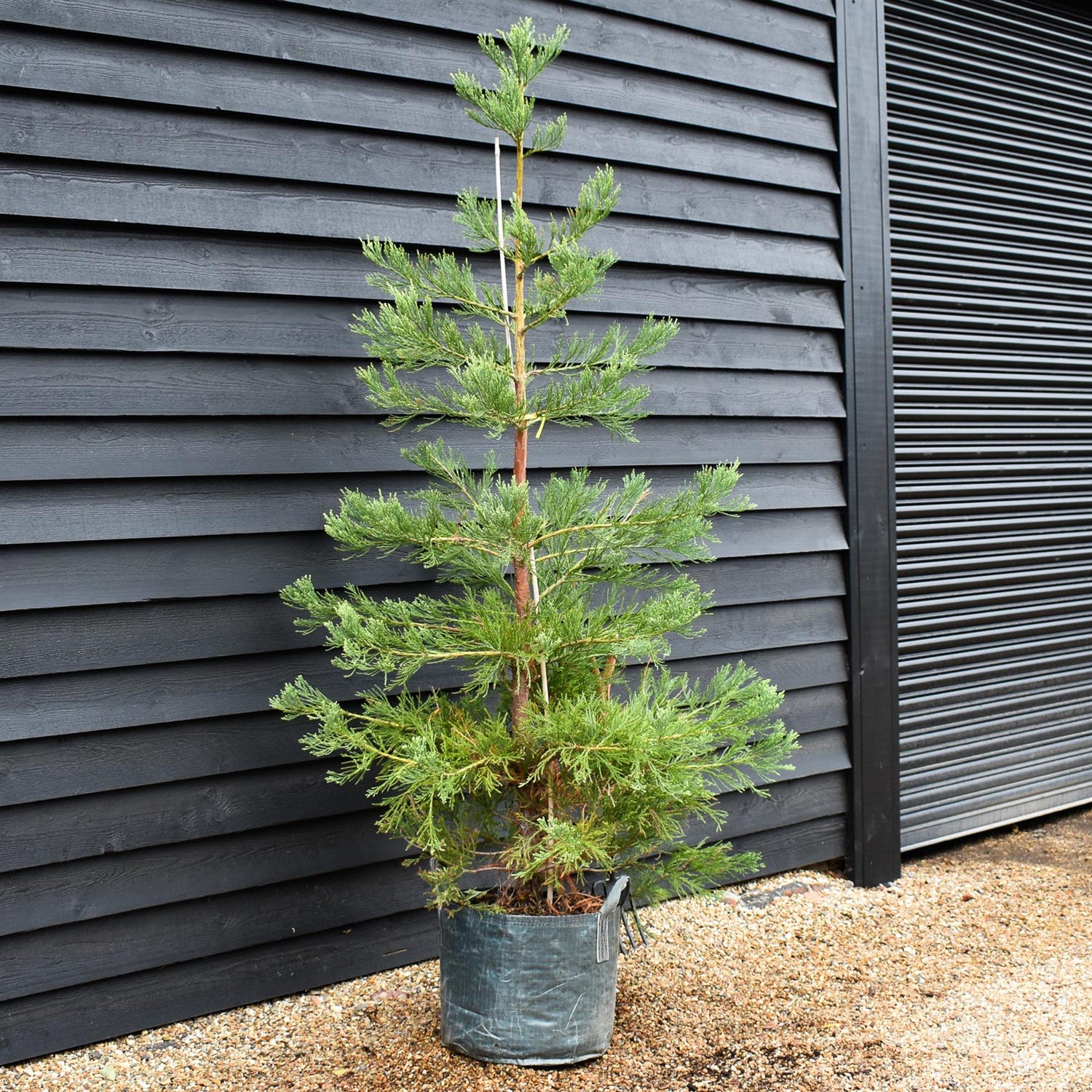 Sequoiadendron giganteum | Giant redwood - Height 175cm - Width 150-175cm - 90lt