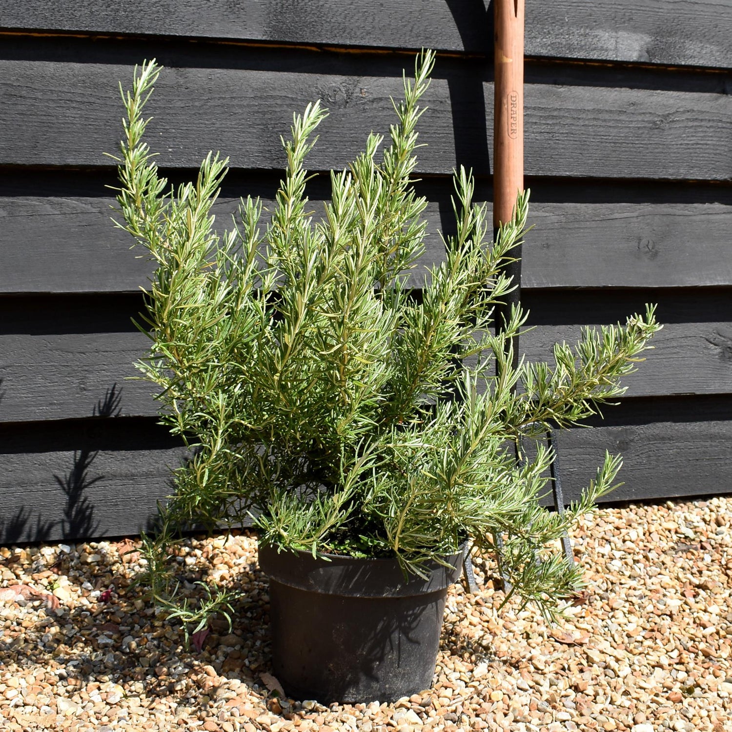 Rosemary | Rosmarinus Officinalis 'Tuscan Blue' - 20-30cm - 5lt