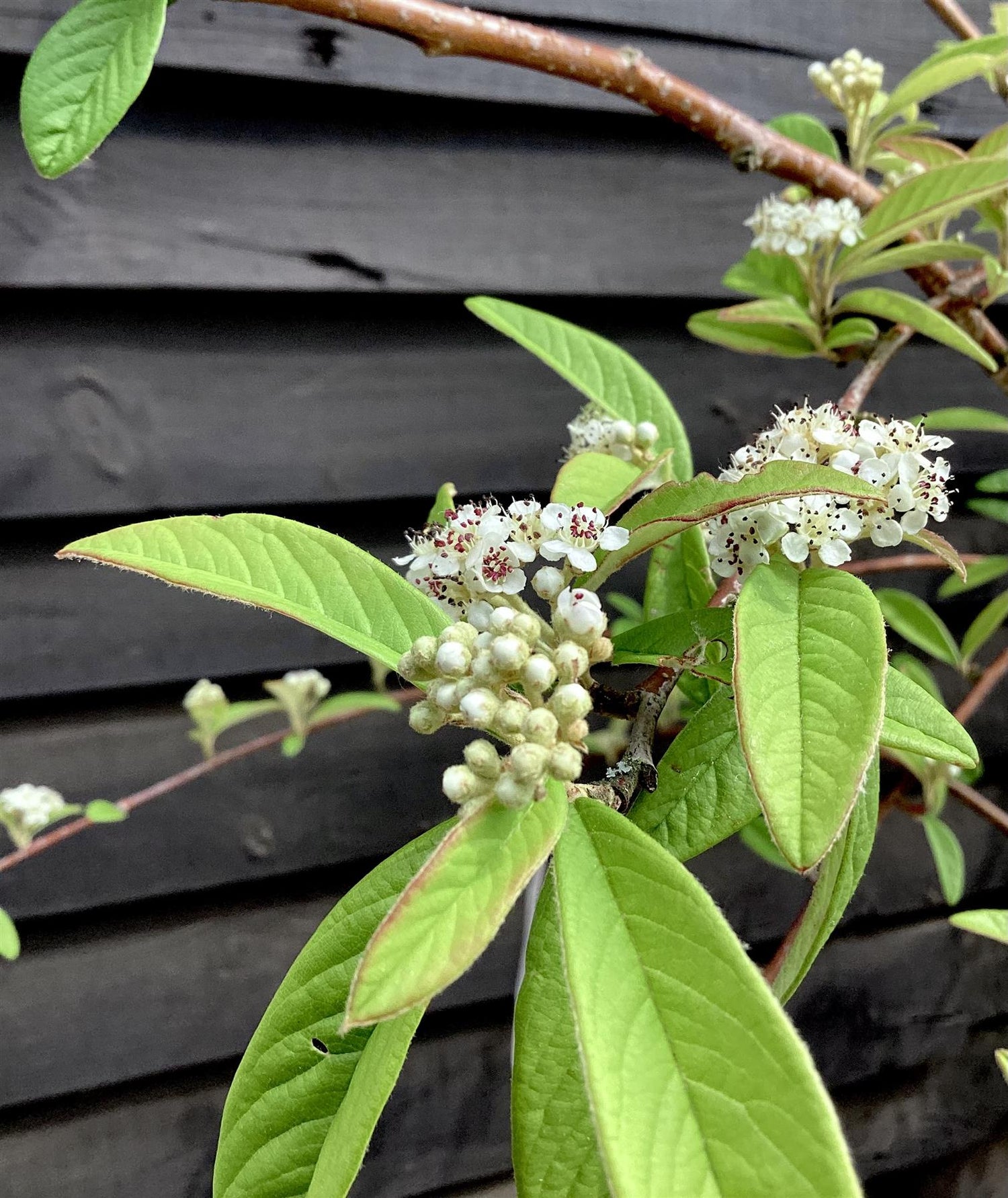 Cotoneaster 'Rothschildianus' | Willow-Leaved Cotoneaster - Height 160-180cm - 12lt