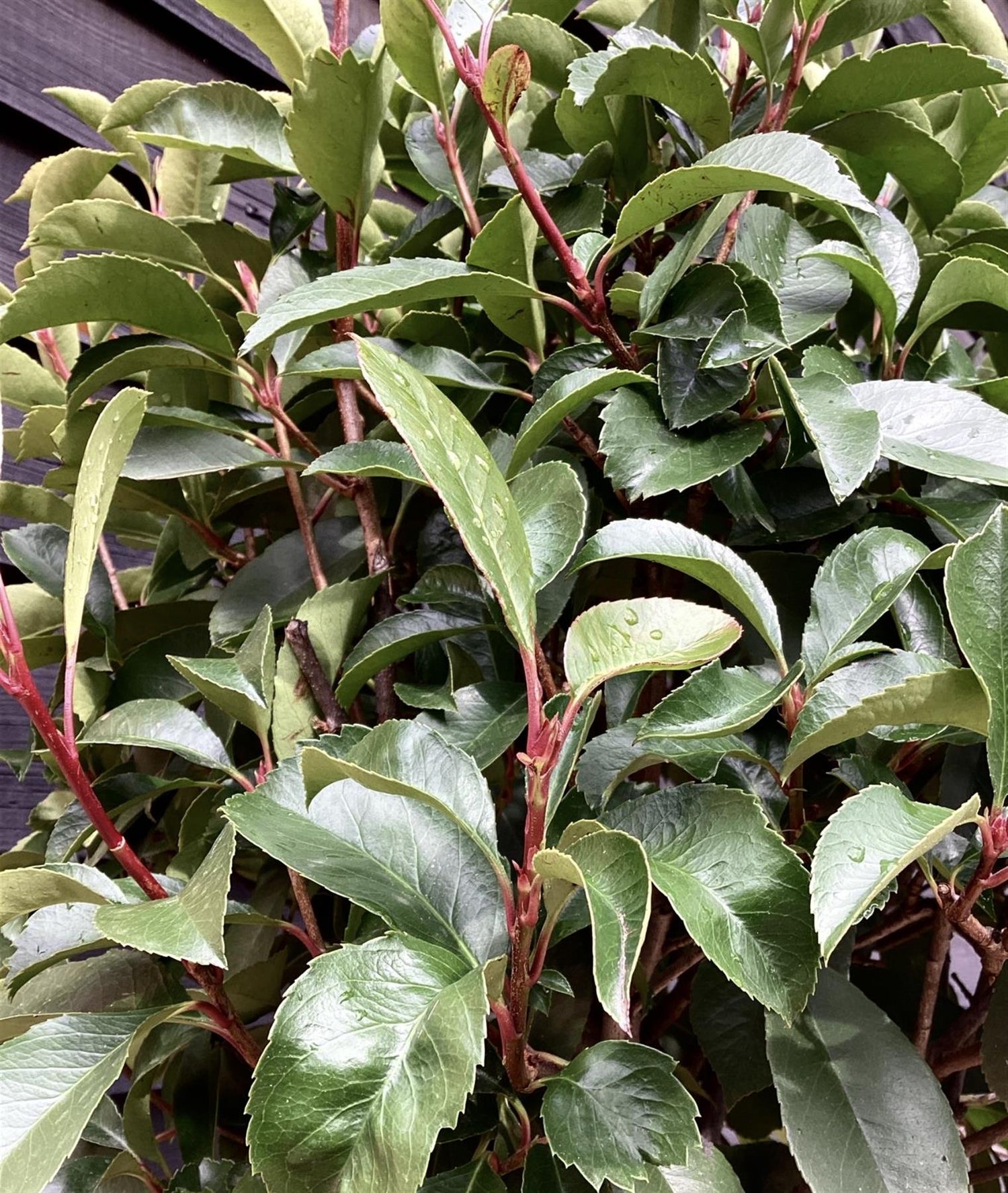 Photinia Magical Volcano | Christmas berry ‘Magical Volcano’ - 1/2 Std - 130cm, 25lt