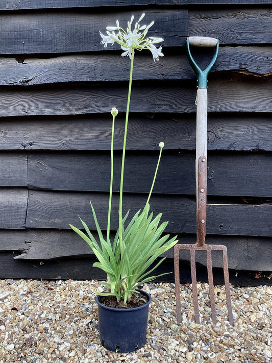 Agapanthus Africanus White | Lily of the Nile - 2lt