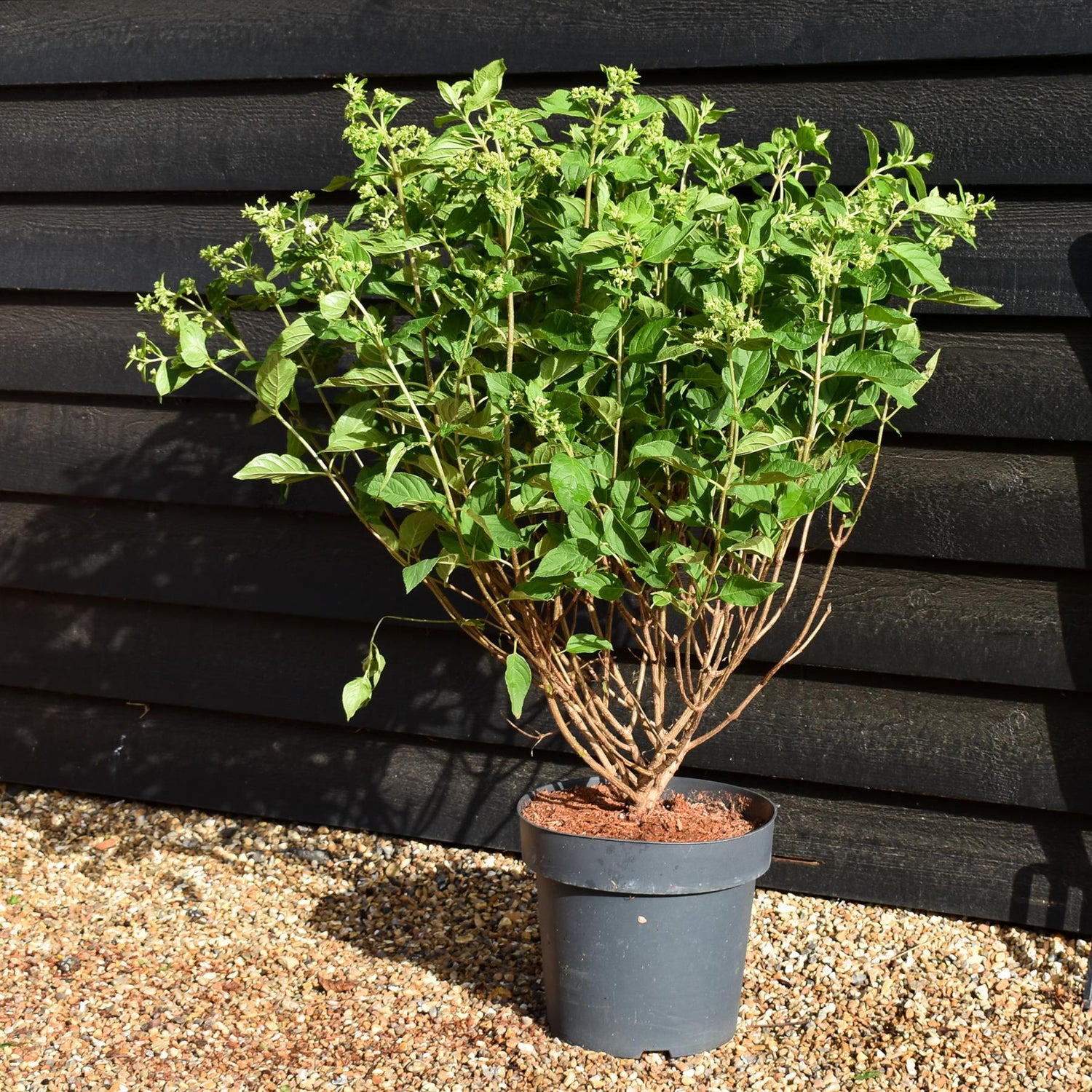 Hydrangea Paniculata 'Little Lime' - Height 50-60cm - 15lt