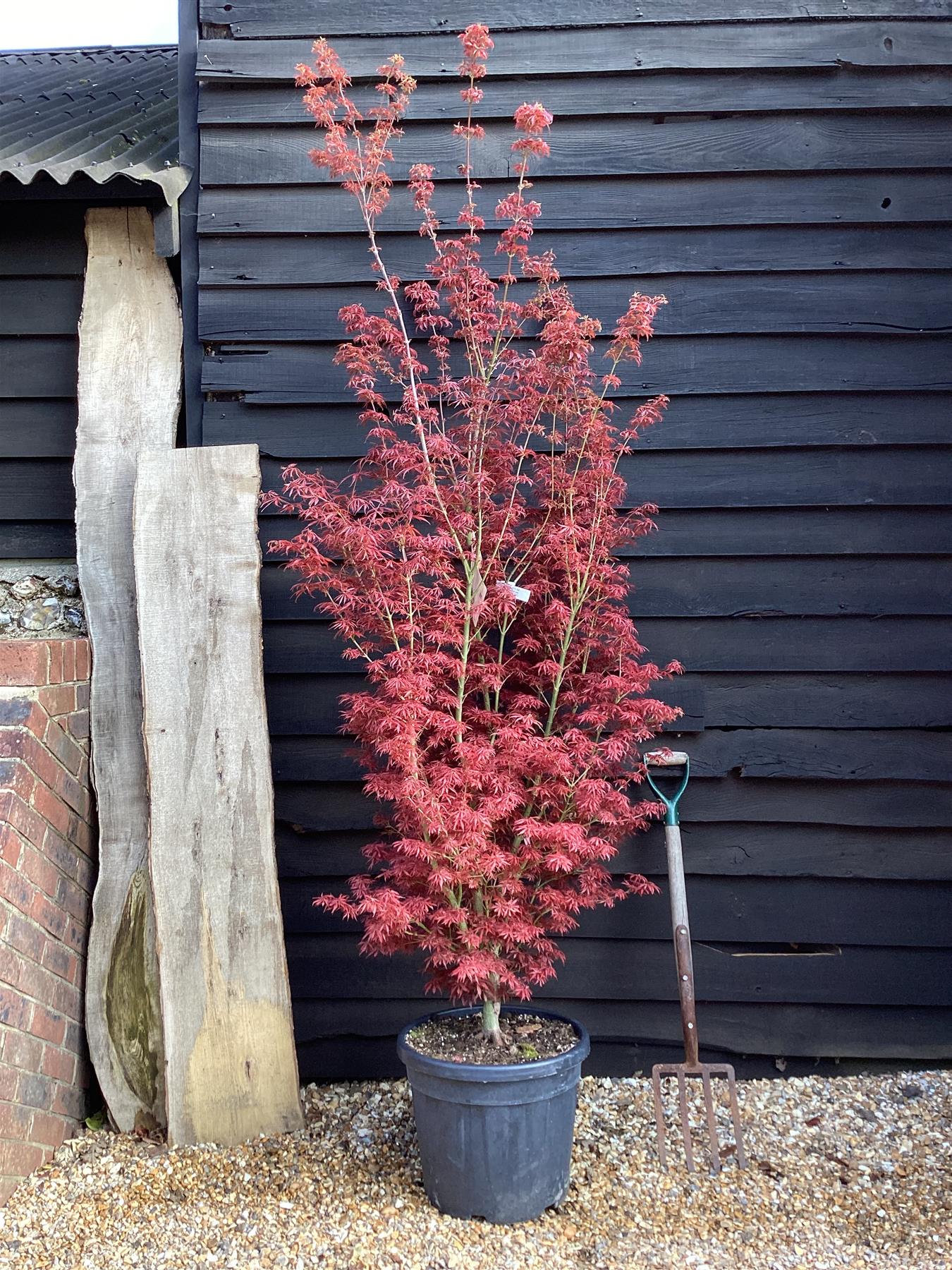Acer palmatum 'Jerre Schwartz' | Japanese maple 'Jerre Schwartz' - 230-240cm, 35lt