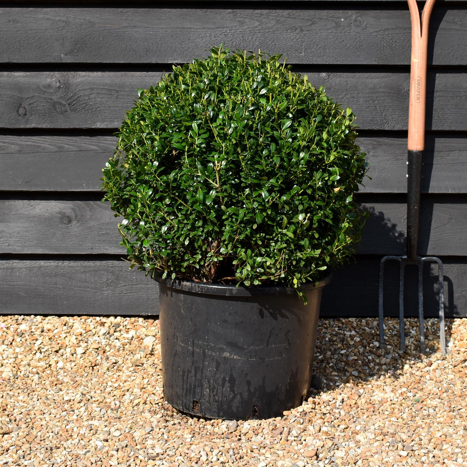Ilex Crenata Luxus Globe - Width 50cm - 20lt