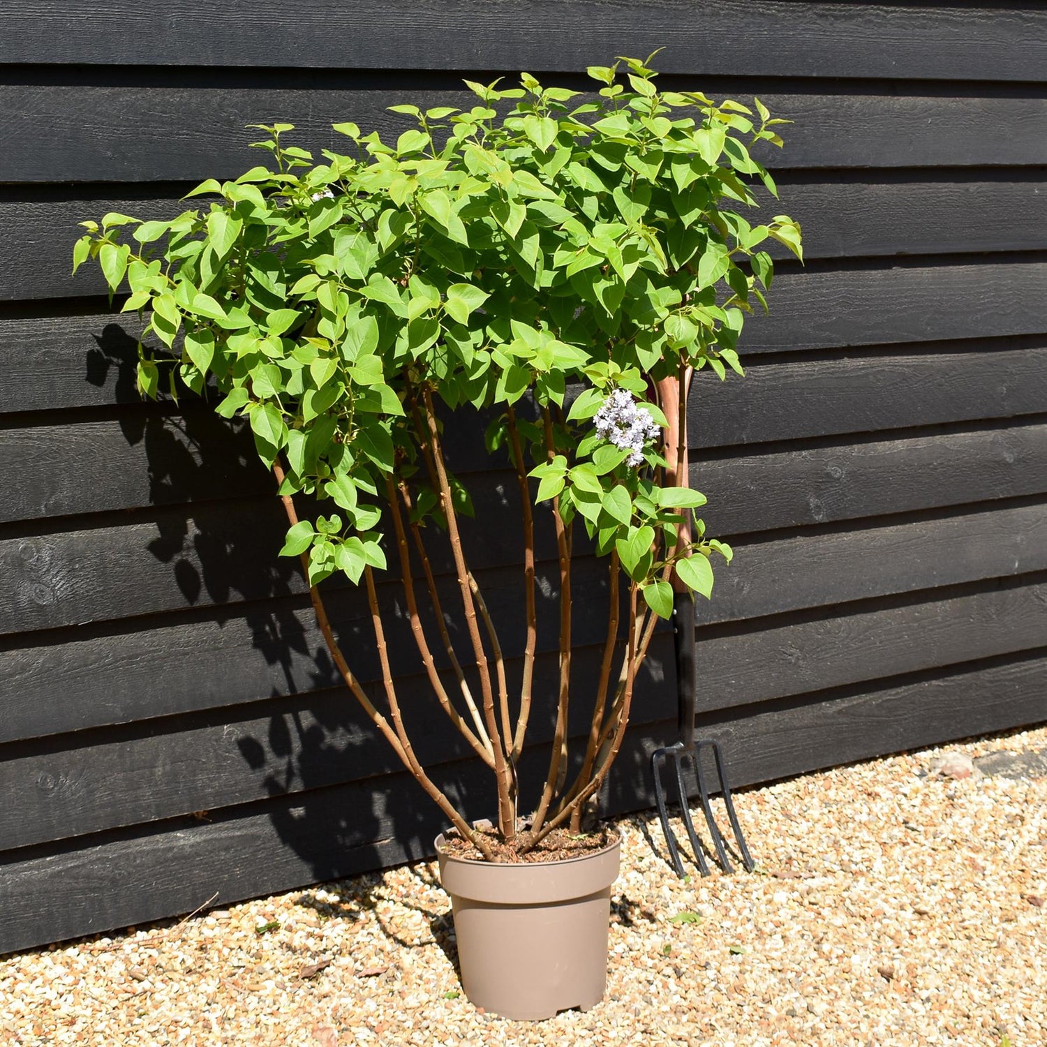 Lilac 'Michel Buchner' | Syringa vulgaris - Height 80-100cm - 10lt