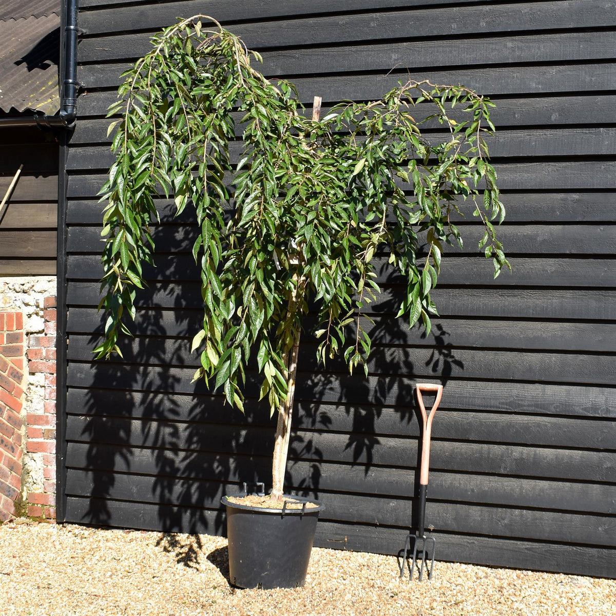 Prunus Subhirtella Pendula Rubra - Height 180-220cm - 12lt