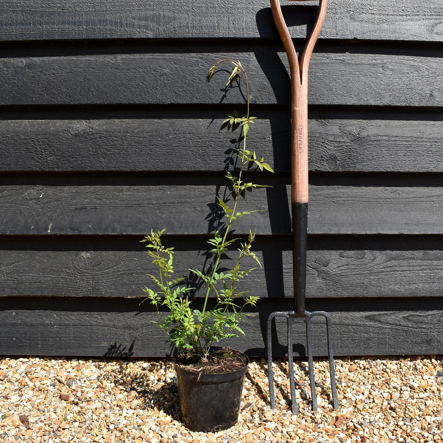 Jasminum officinale | Jasmine - 15-25cm - 3lt
