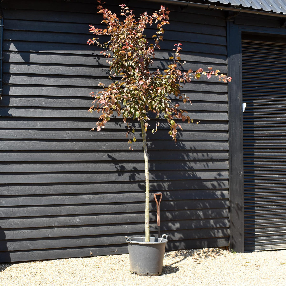 Malus 'Coccinella' - Standard - Girth 12-14cm - Height 320-330cm - 50lt