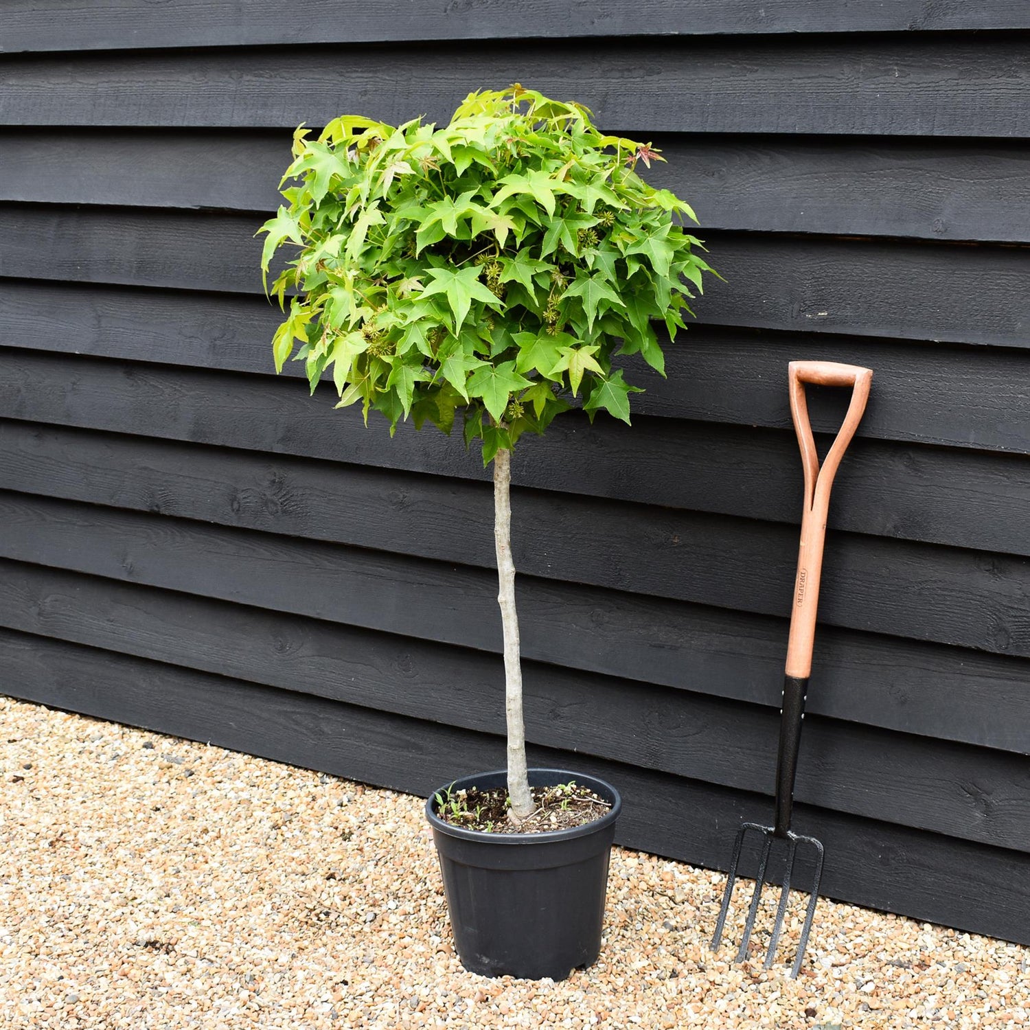 Liquidambar styraciflua 'Gum Ball' - Clear Stem 50 cm - Girth 6-8cm - Height 140-160cm - 15lt