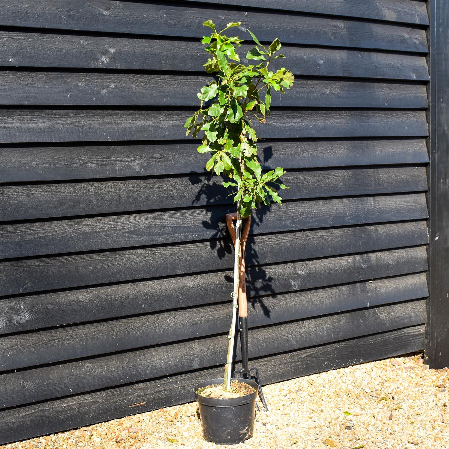 Swamp White Oak | Quercus bicolor - Height 140-160cm - Pot Grown - 10lt