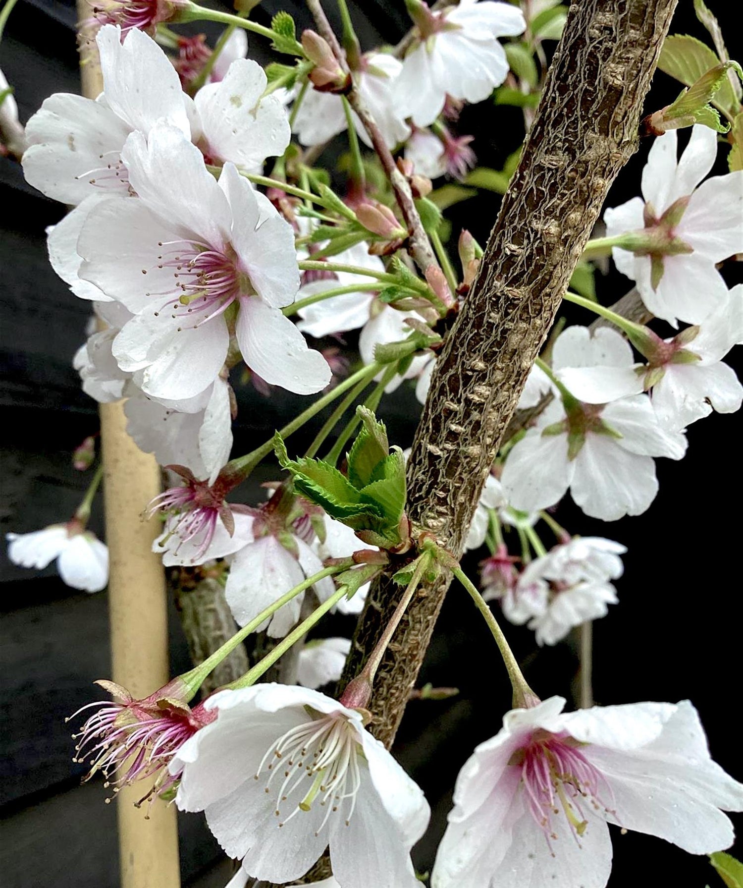 Prunus Royal Flame | Prunus 'Mieke' - 200-250cm, 10