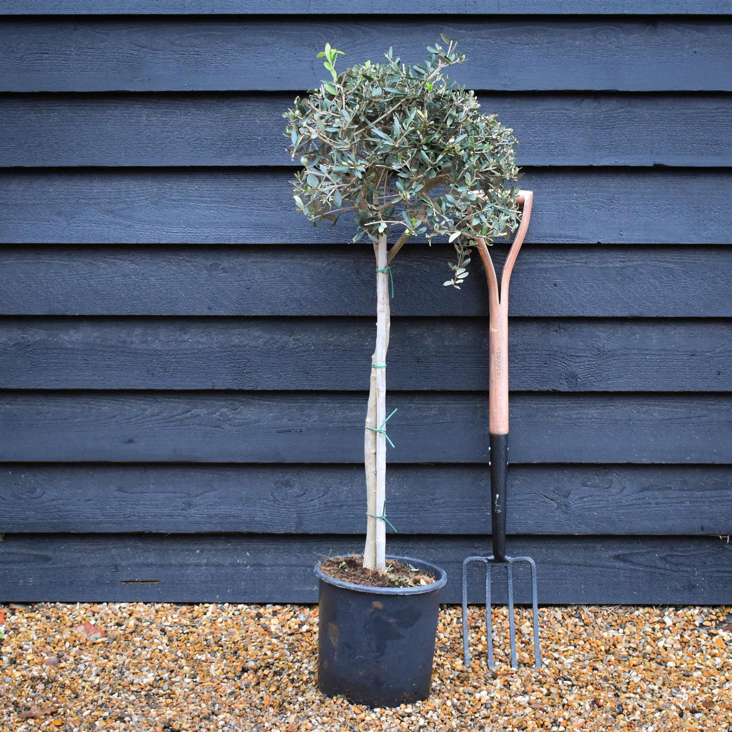 Olive Tree | Olea Europea - Clear Stem - Height  90-110cm - 10lt