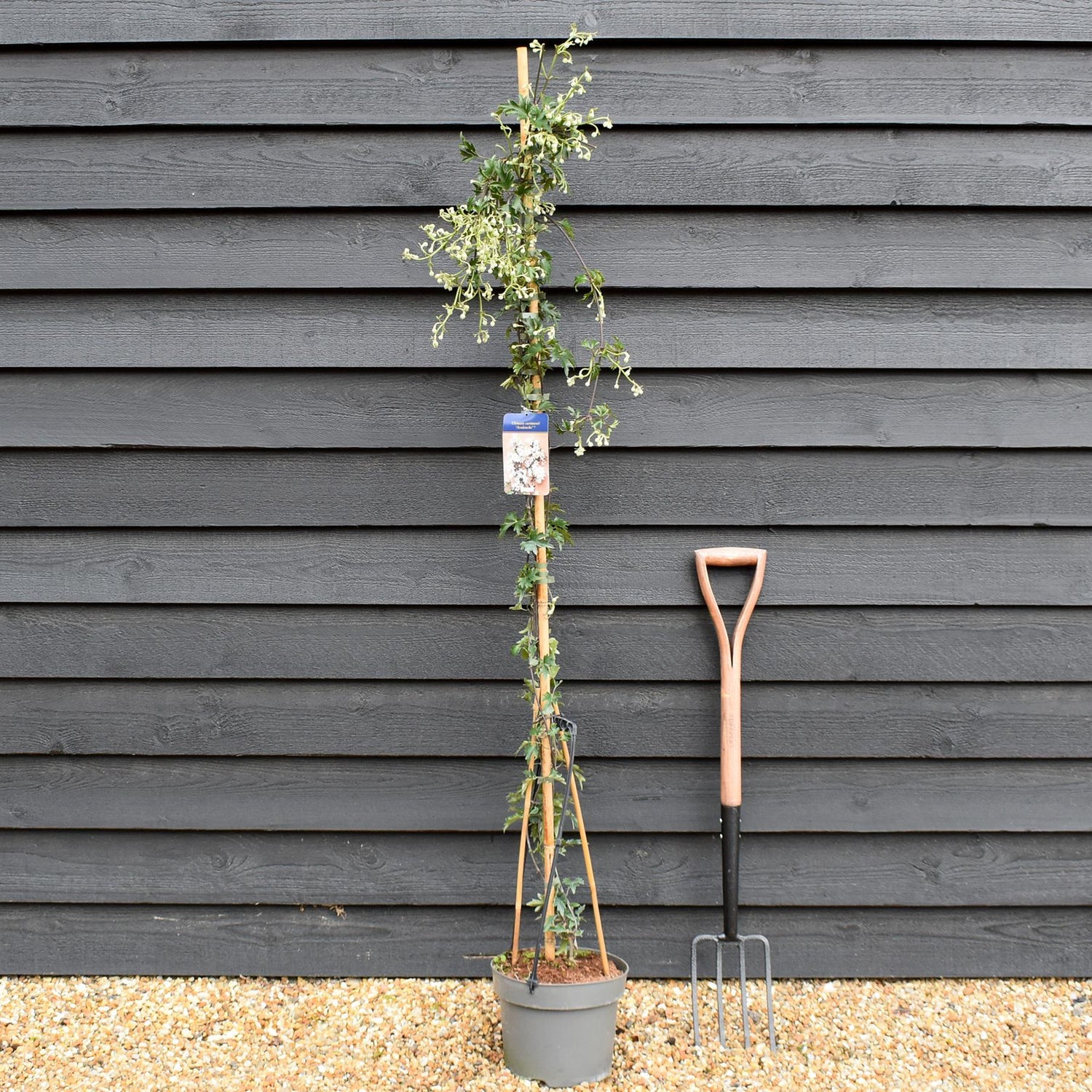 Clematis cartmanii 'Avalanche' - Evergreen - Climber on cane - Height 180-200cm - 8lt