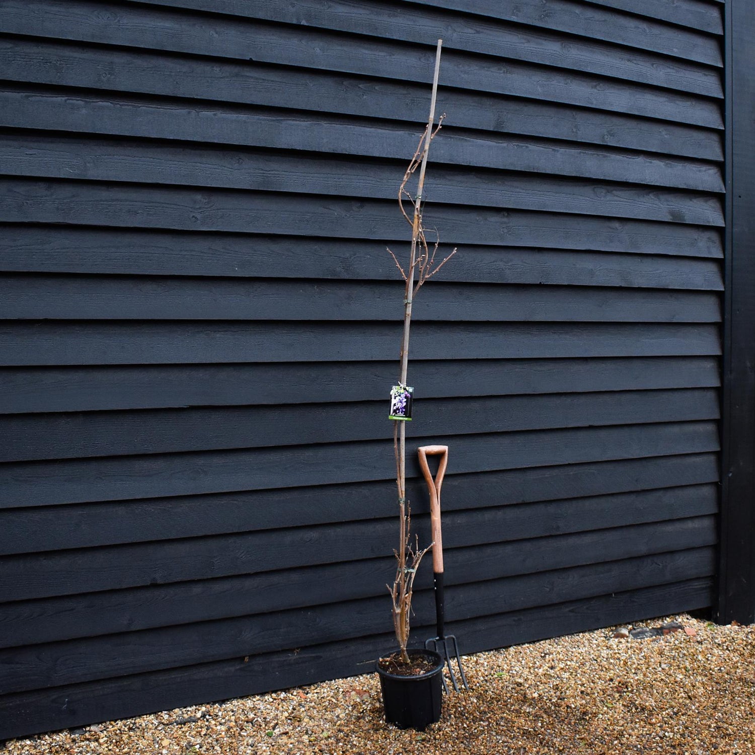 Wisteria brachybotrys 'Iko yama Fuji' -  Cane - Height 200-250cm - 7lt