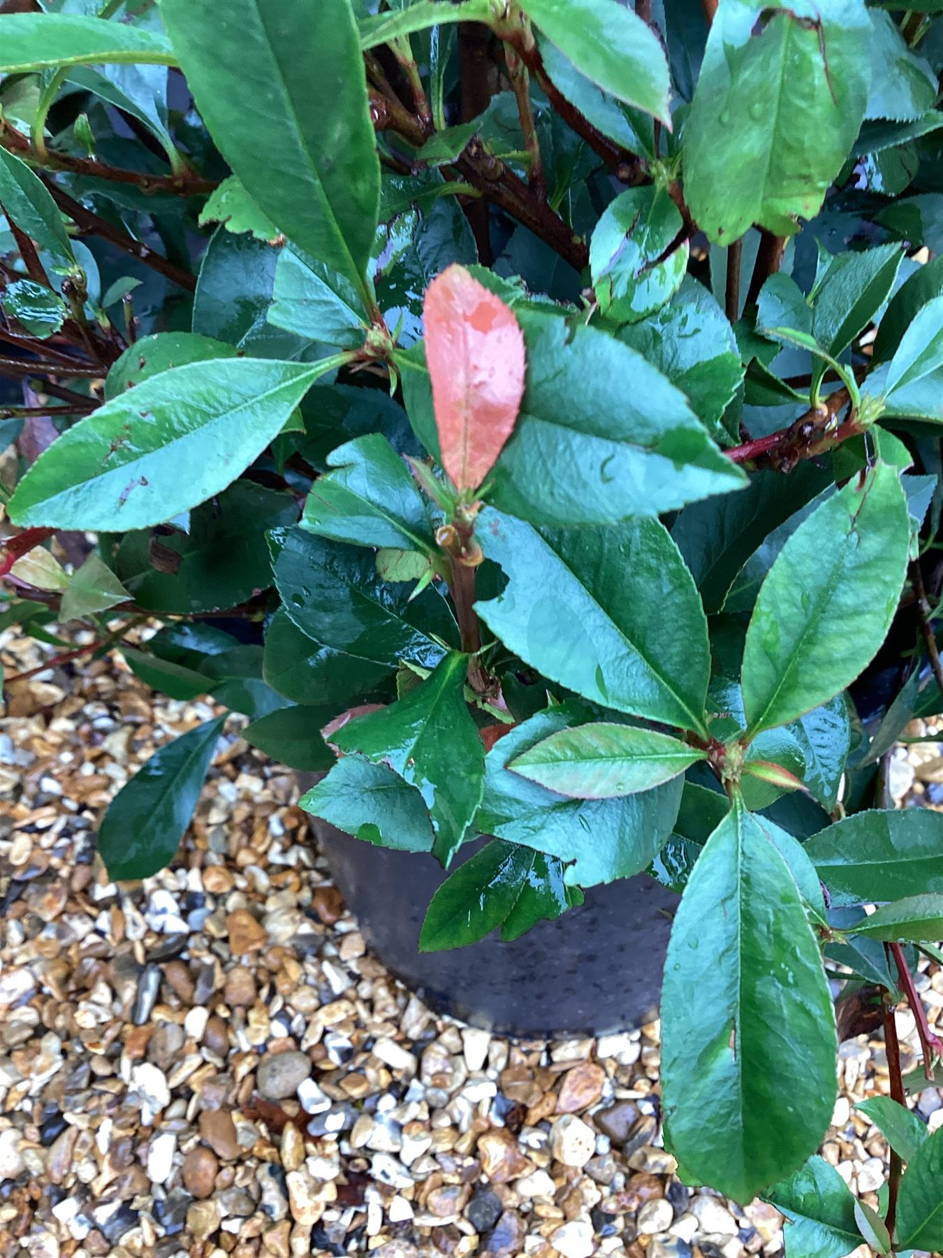 Photinia Red Robin - Compacta - Ball - 70-80cm, 20lt
