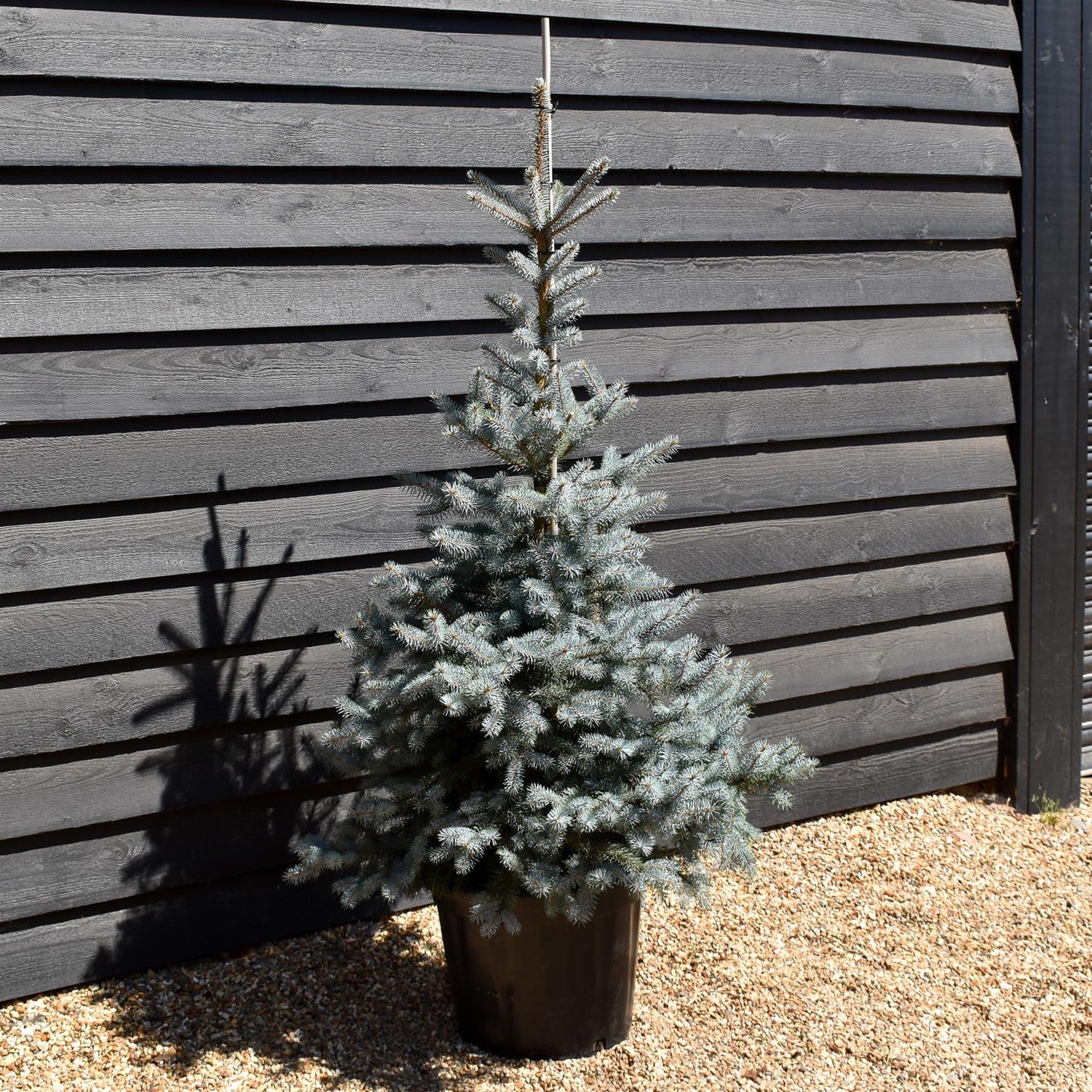 Picea pungens Edith| Colorado Blue Spruce - Height 130-140cm - 35lt