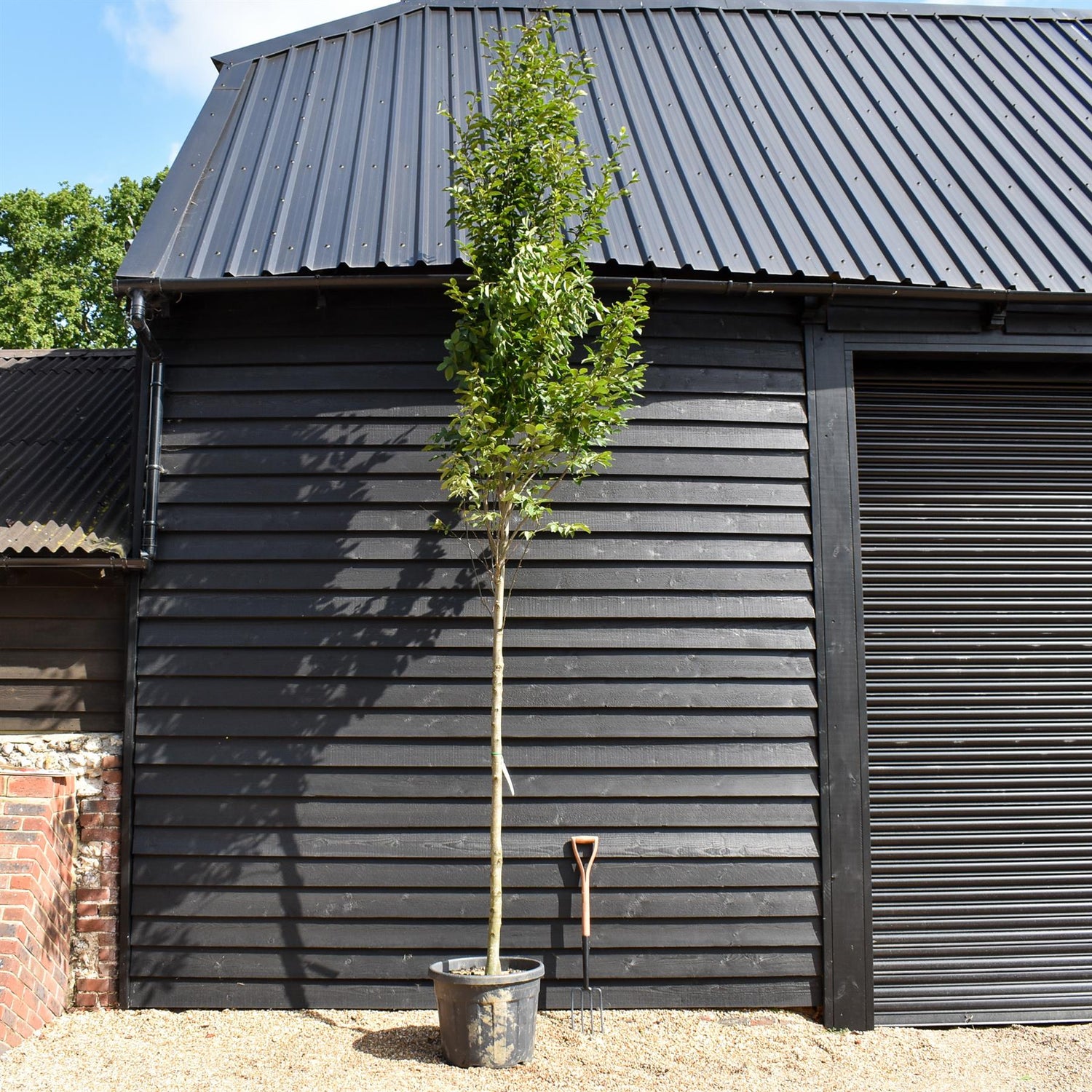 Hornbeam Fastigata | Carpinus betulus 'Fastigiata'  - Girth 10-12cm - Height 280-320cm - 70lt