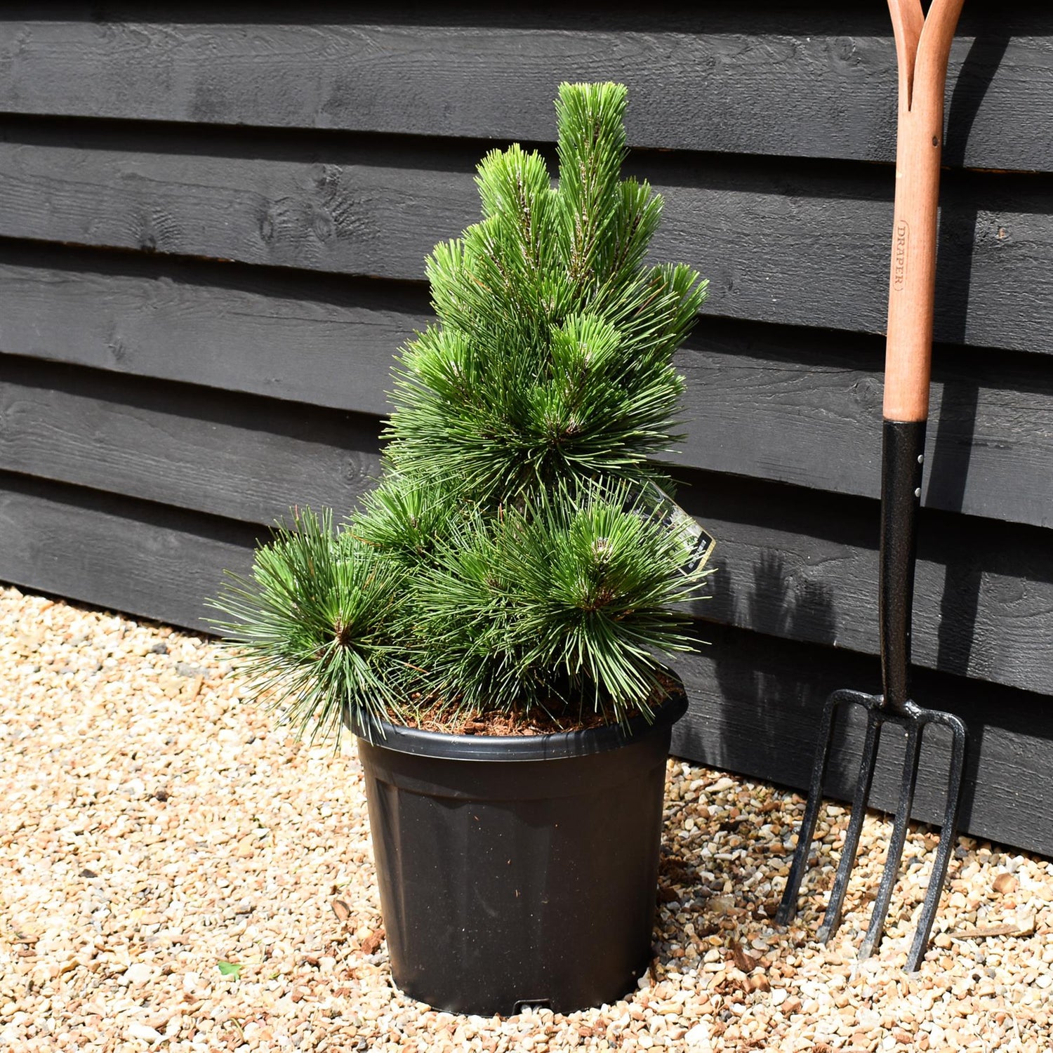 Pinus thunbergii 'Thunderhead' - Height 60-70cm - Width 30-40cm - 15lt