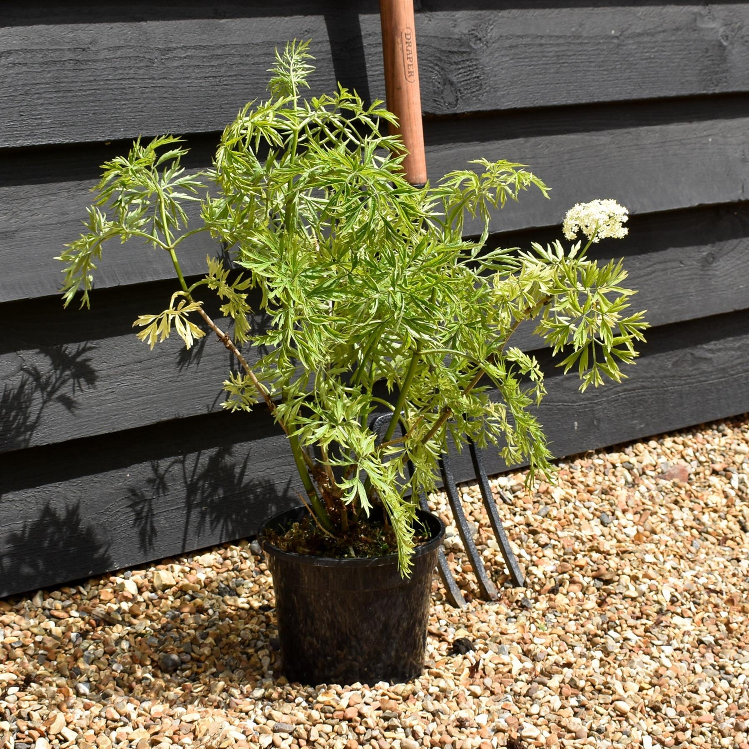Sambucus Golden Tower - Shrub - 20-30cm 3lt
