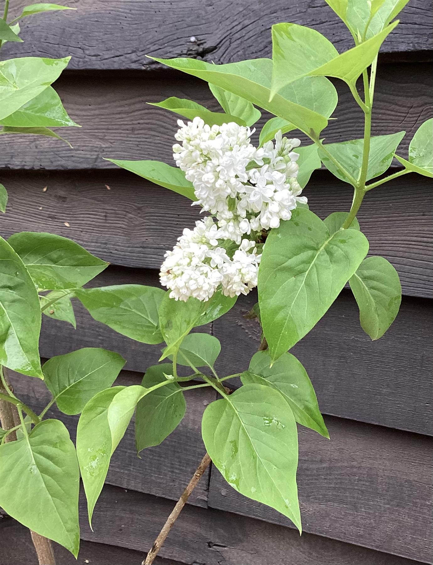 Lilac 'Madame Lemoine' | Syringa  - 80cm, 6lt