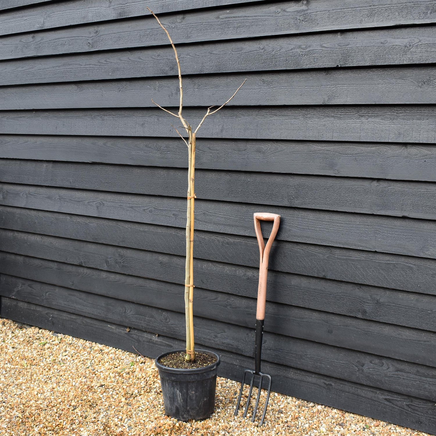 Albizia Julibrissin Summer Chocolate | Silk Tree -  Height 140-150cm - 15lt