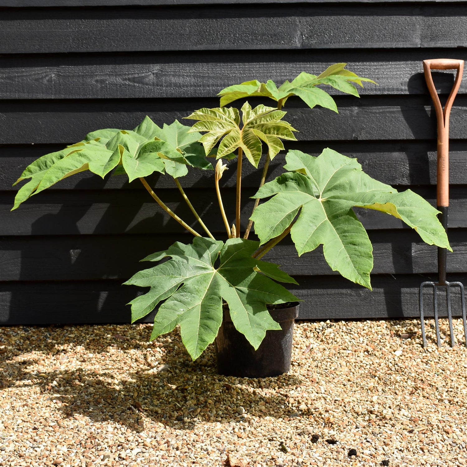 Tetrapanax papyrifera 'Rex' - Shrub - Height 30cm - 10lt