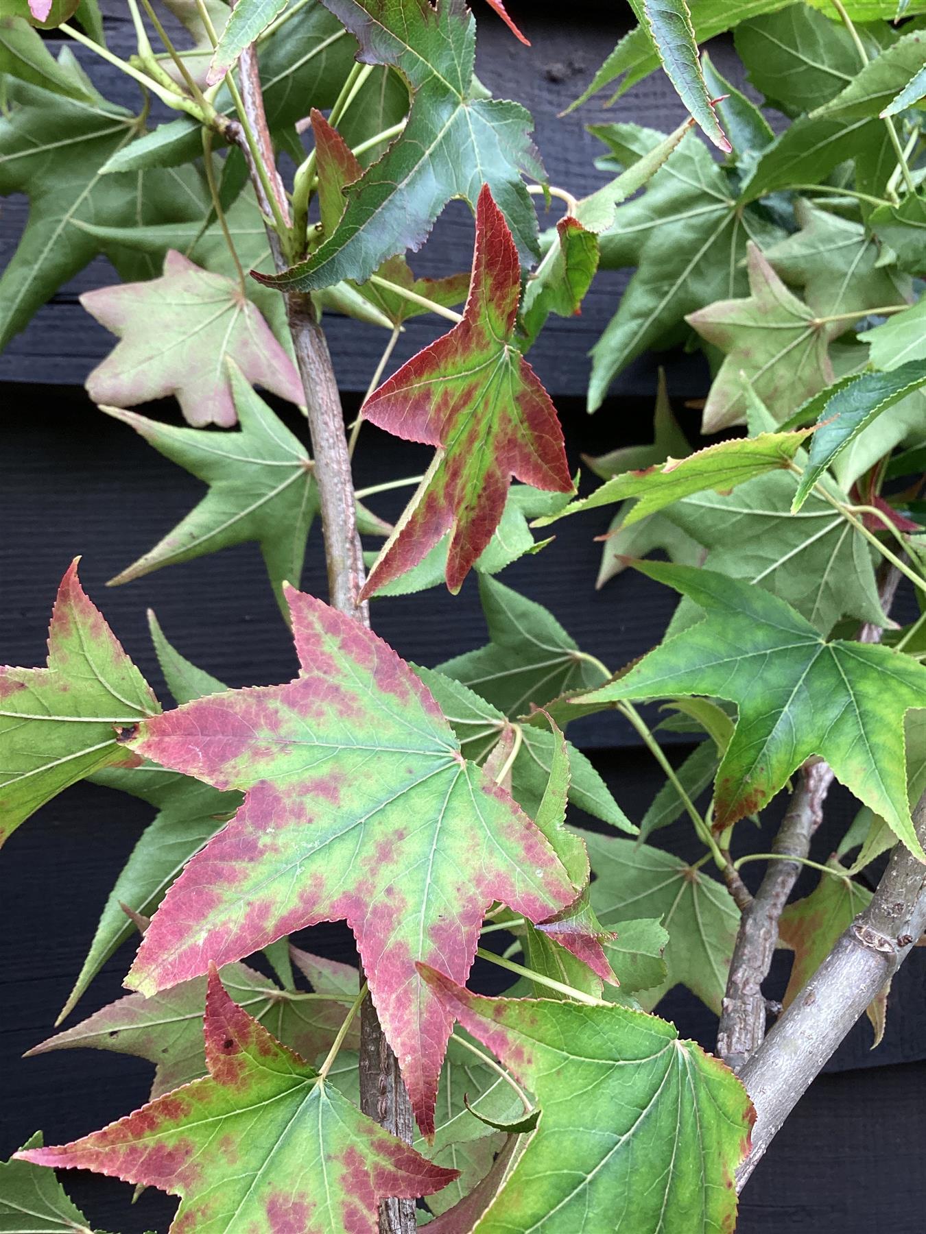 Liquidambar styraciflua | Sweet Gum Tree - 35lt