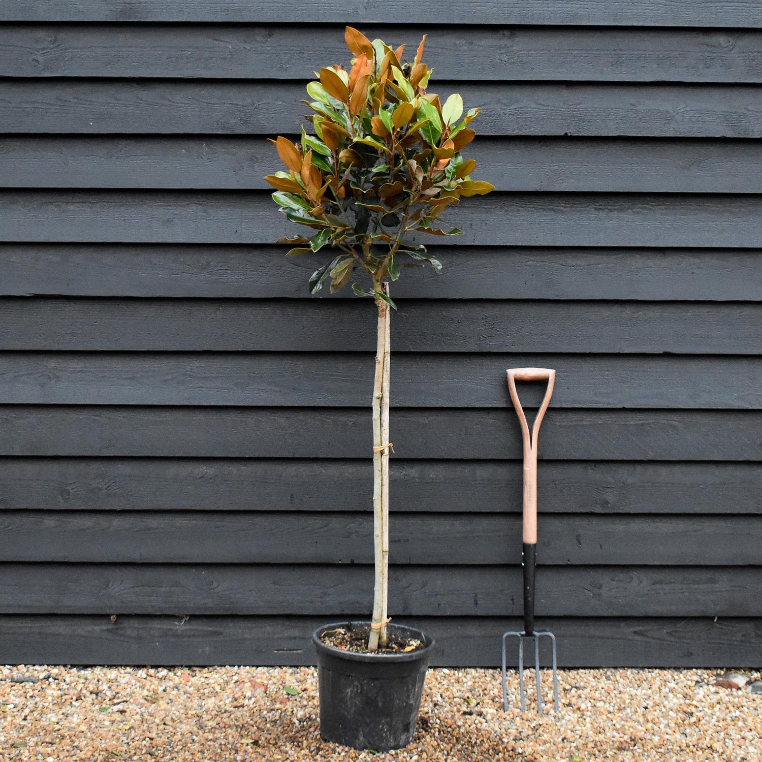 Magnolia grandiflora 'Little Gem'| Southern Magnolia - Clear Stem - Height 140-150cm - 18lt