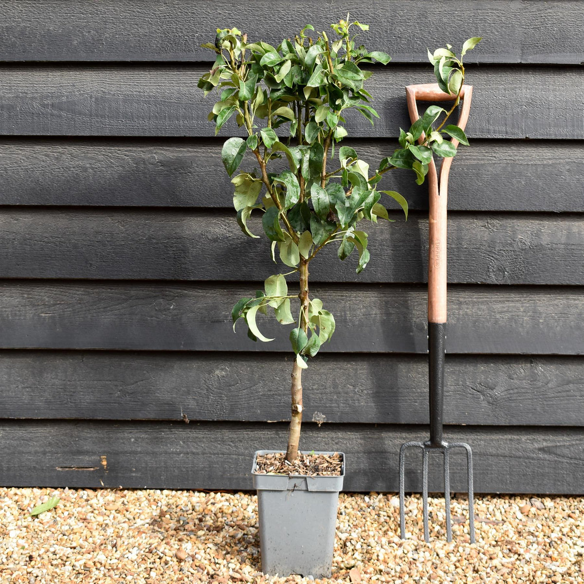 Pear Conference | Pyrus communis - Patio Rootstock - Height 80-100cm, 7lt