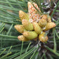 Pinus nigra 'Komet' | Dwarf Mountain Pine - Height 100-110cm - Width 40cm - 25