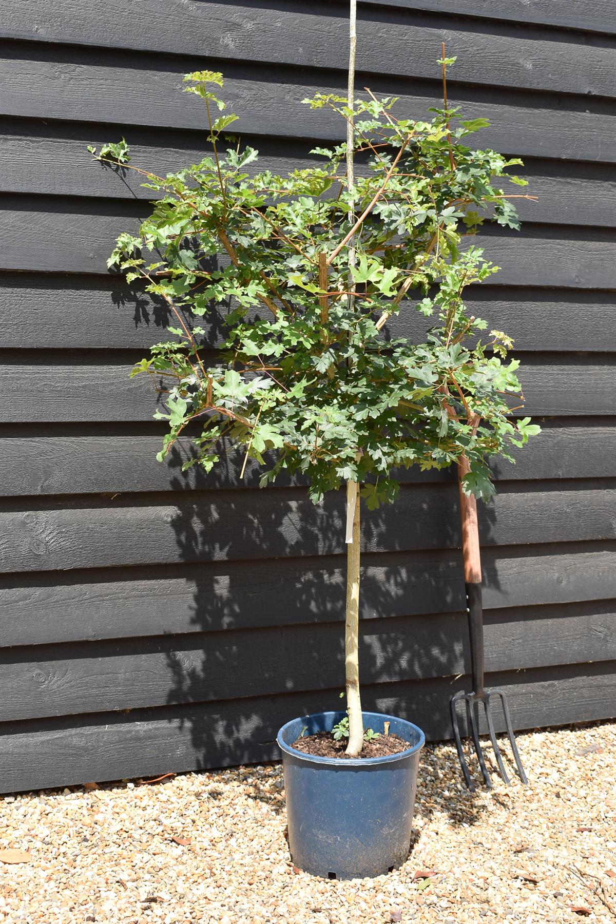 Field Maple  | Acer Campestre | Common Maple - Height 120-150cm - 10lt