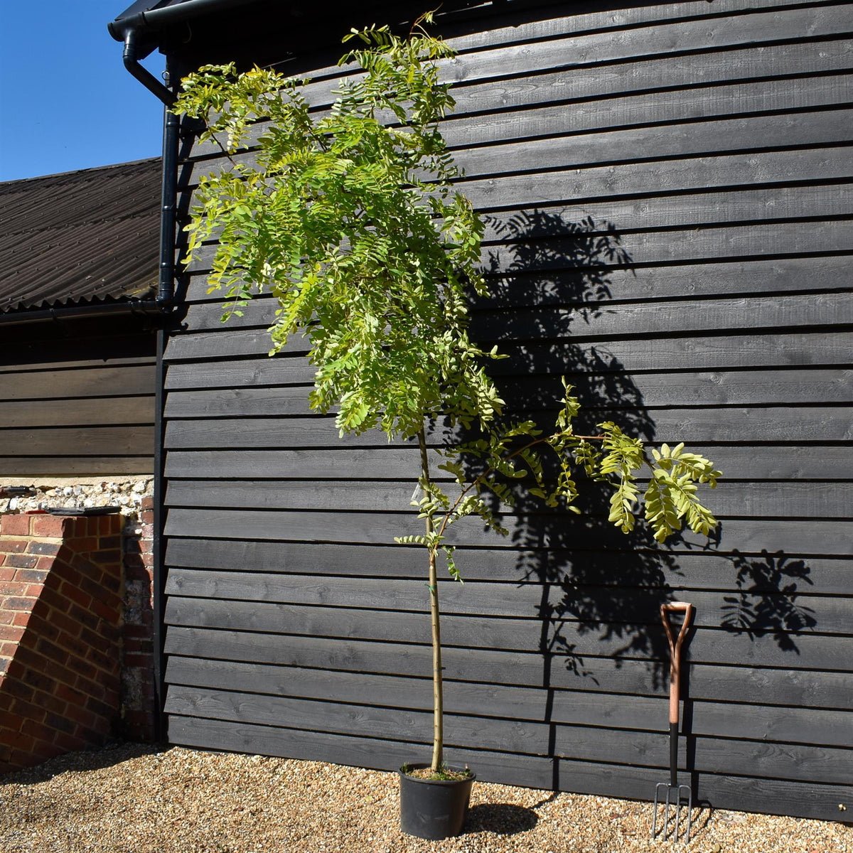 Robinia Pseudoacacia Frisia | Black Locust - Girth 6-8cm - Height 250-300cm - 15lt
